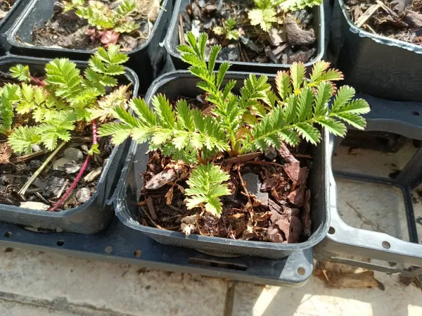 Potentille ansérine