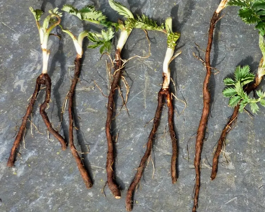 Potentille ansérine