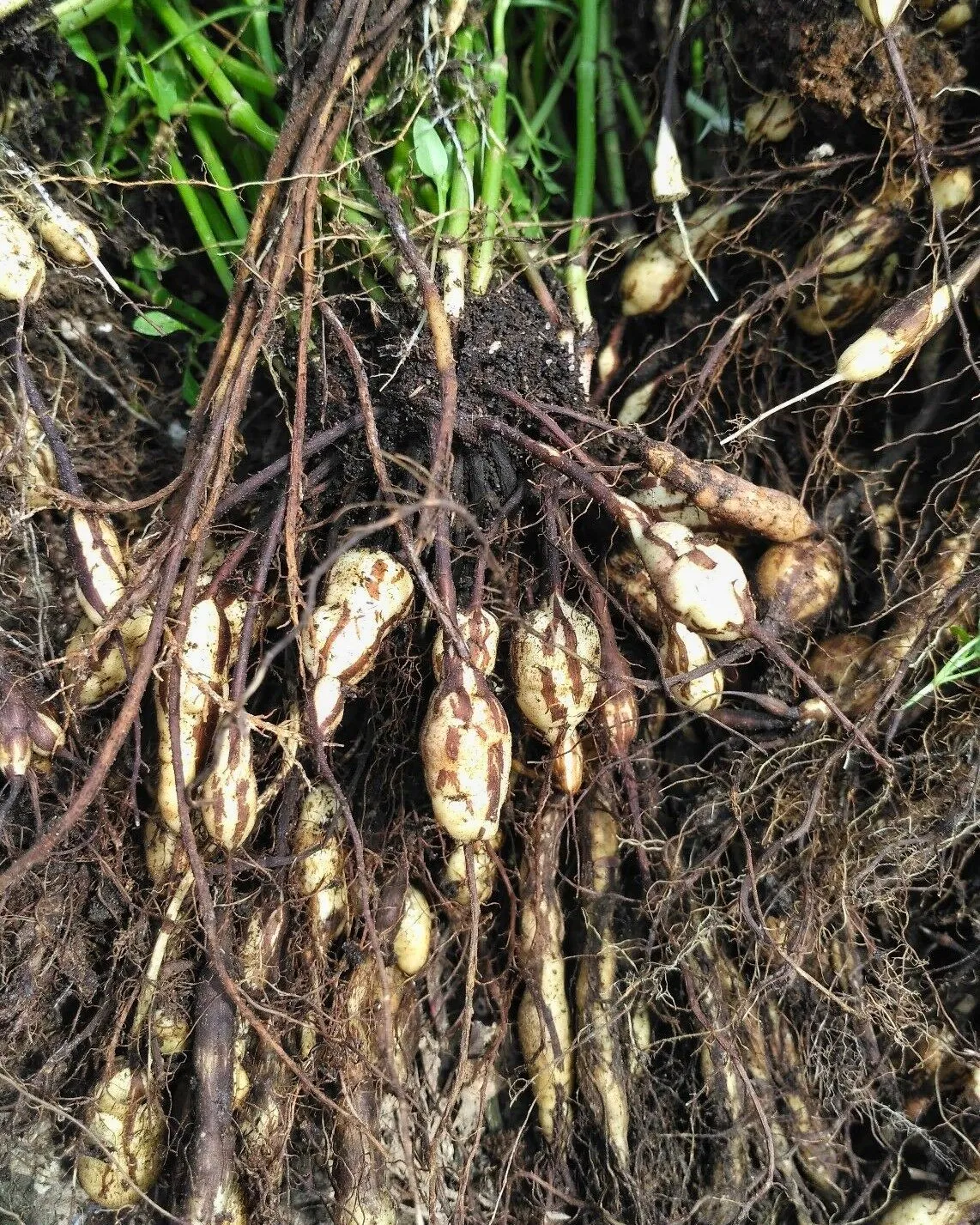 Œnanthe faux boucage