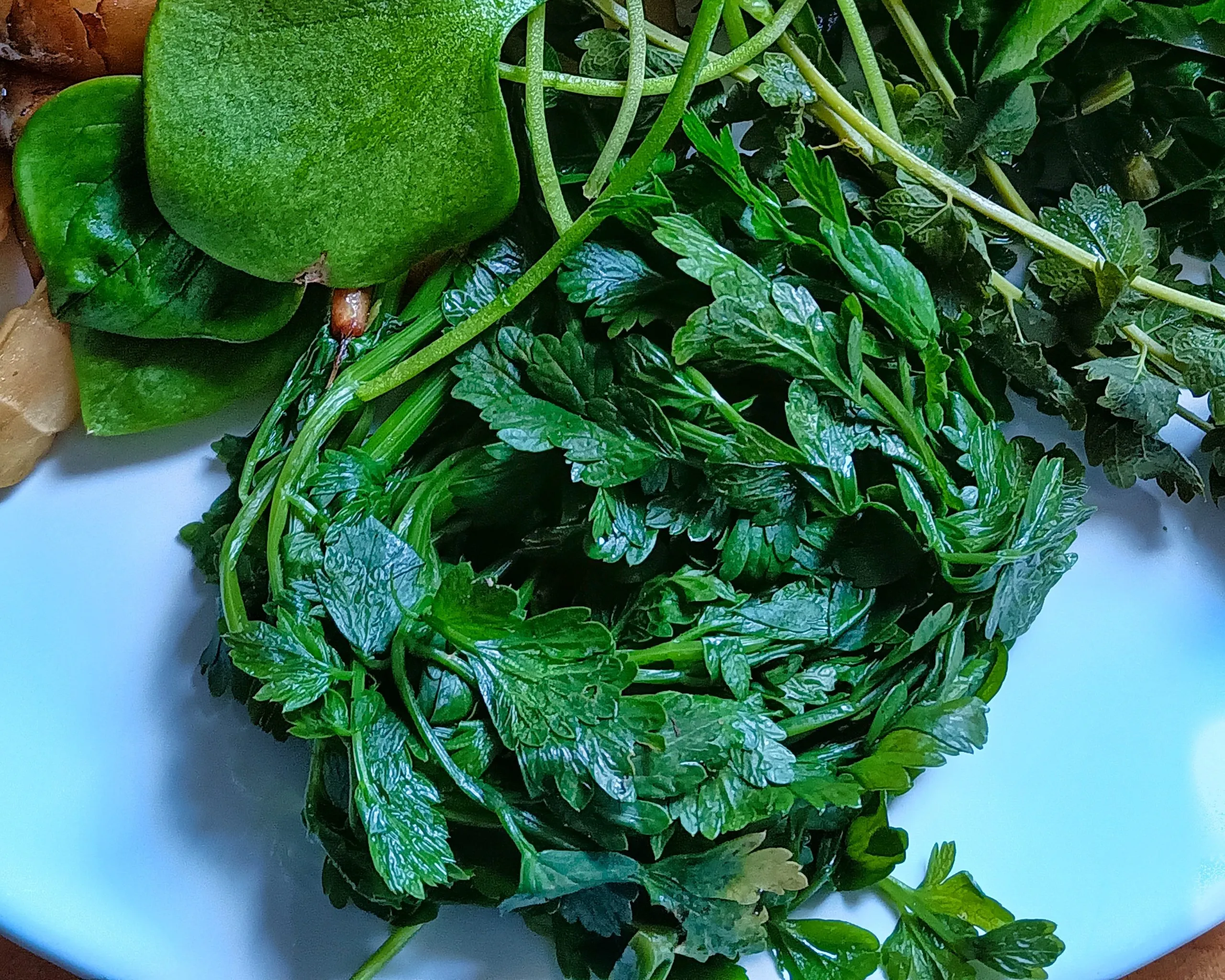 Œnanthe faux boucage