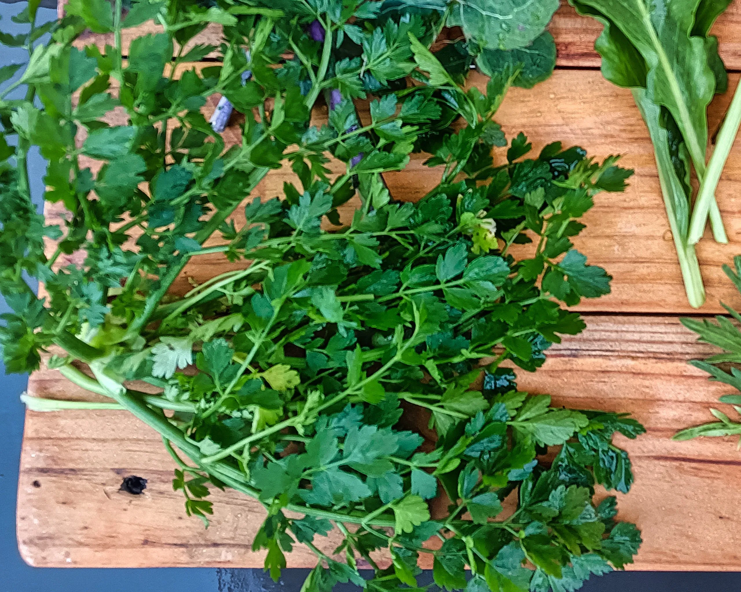 Œnanthe faux boucage