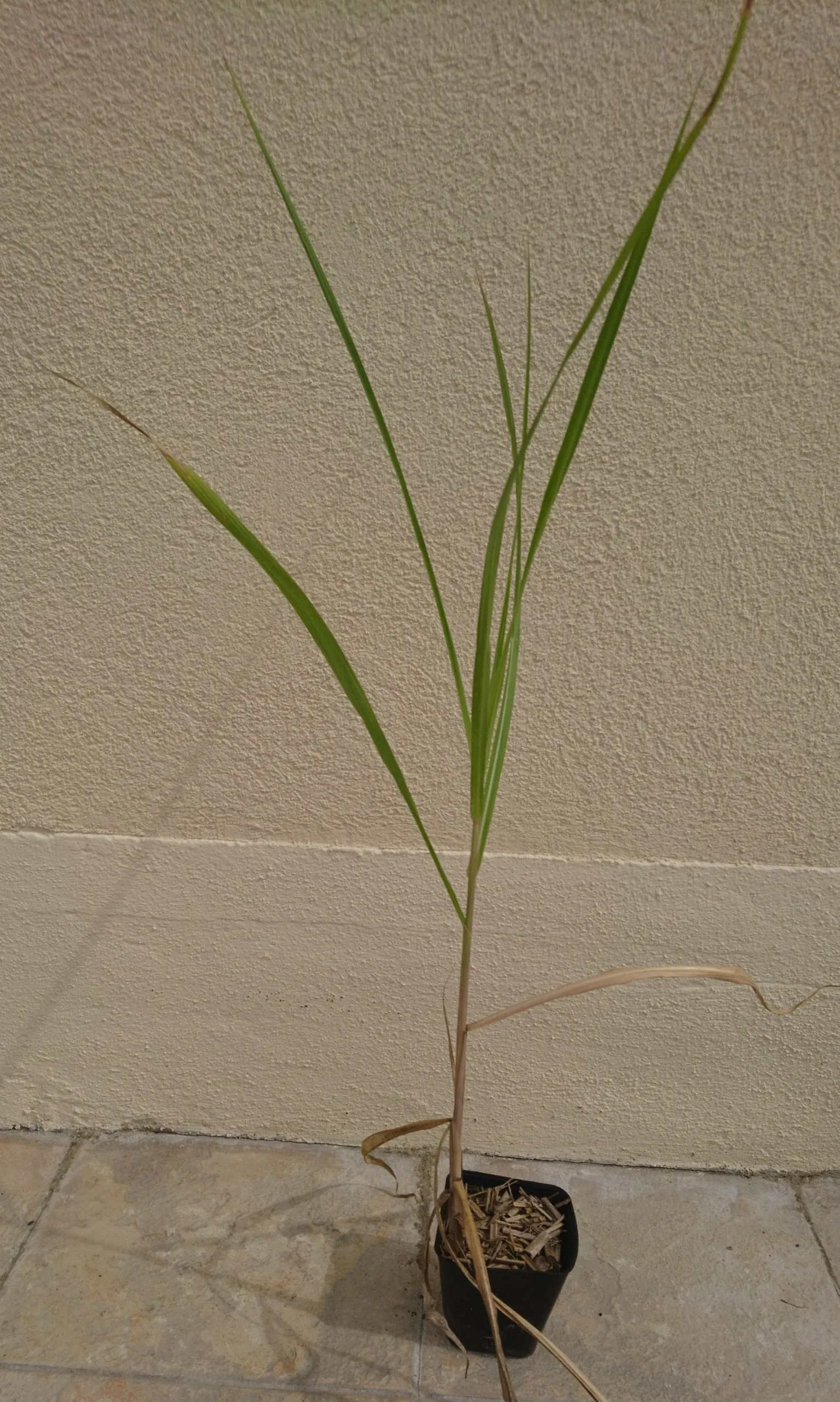 Miscanthus géant