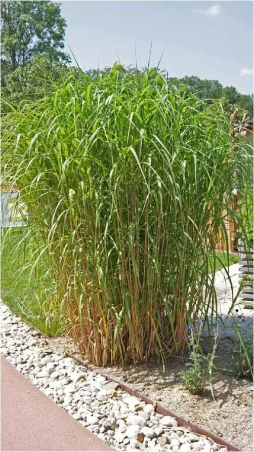 Miscanthus géant