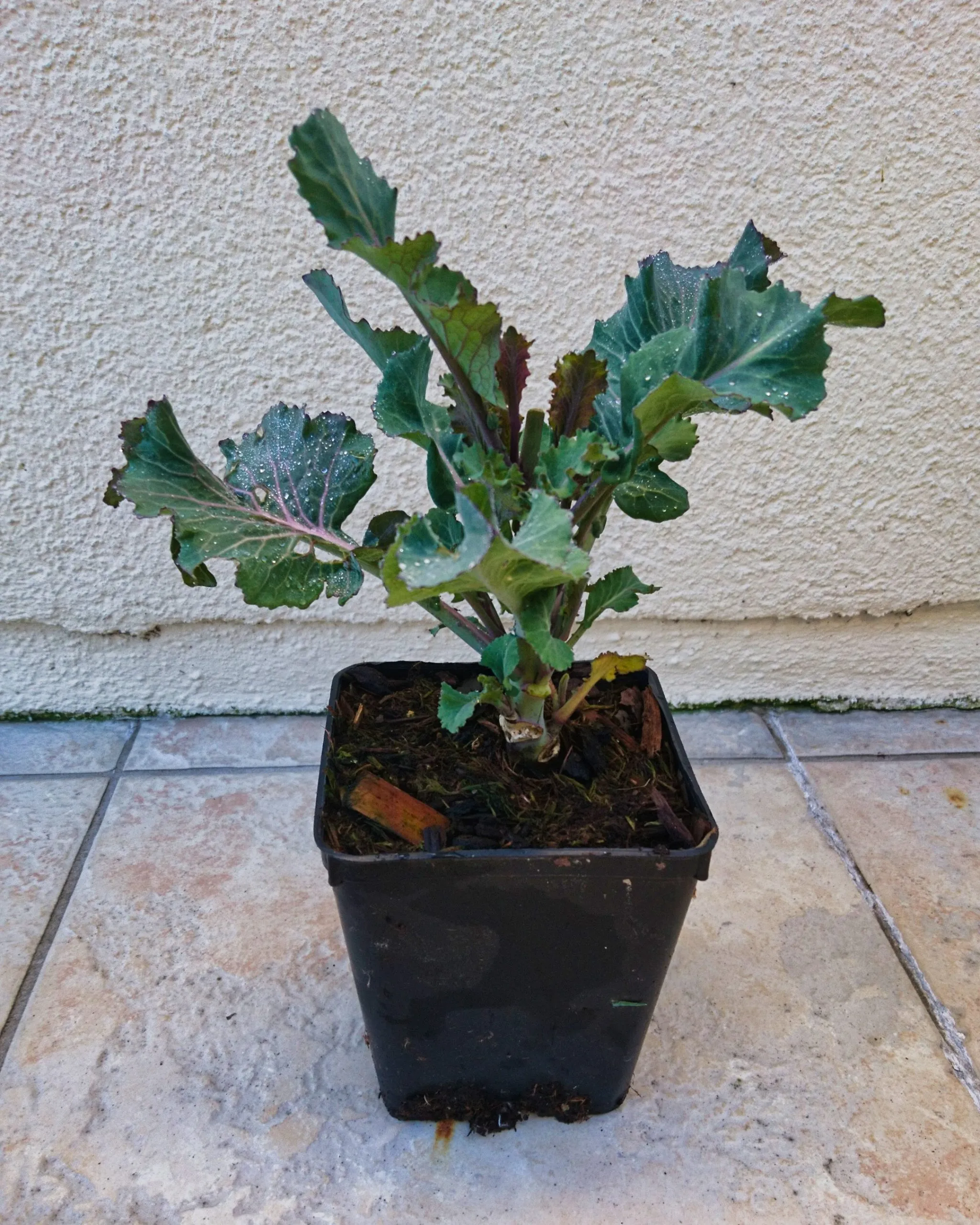 Chou “Purple tree collard”