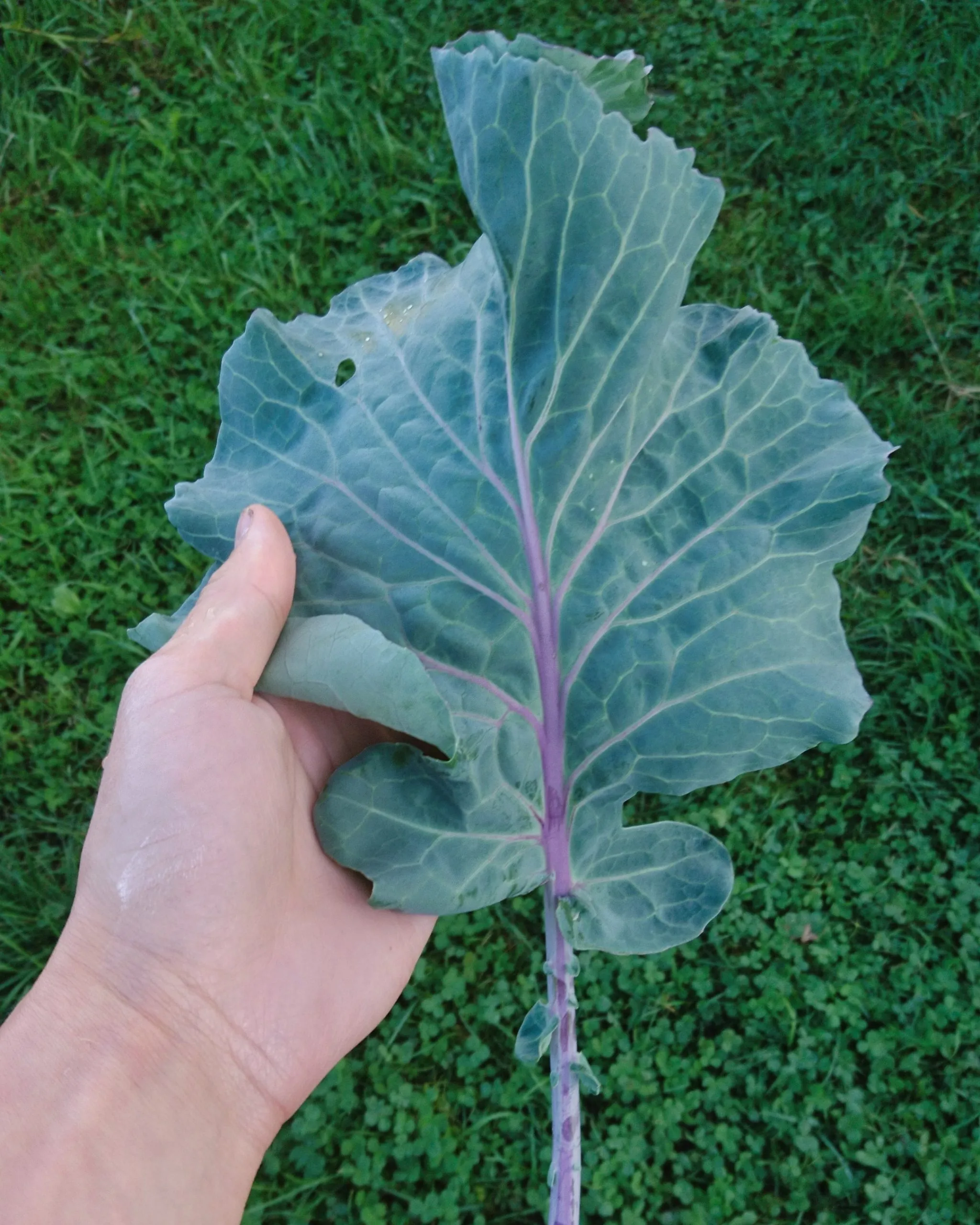 Chou “Purple tree collard”