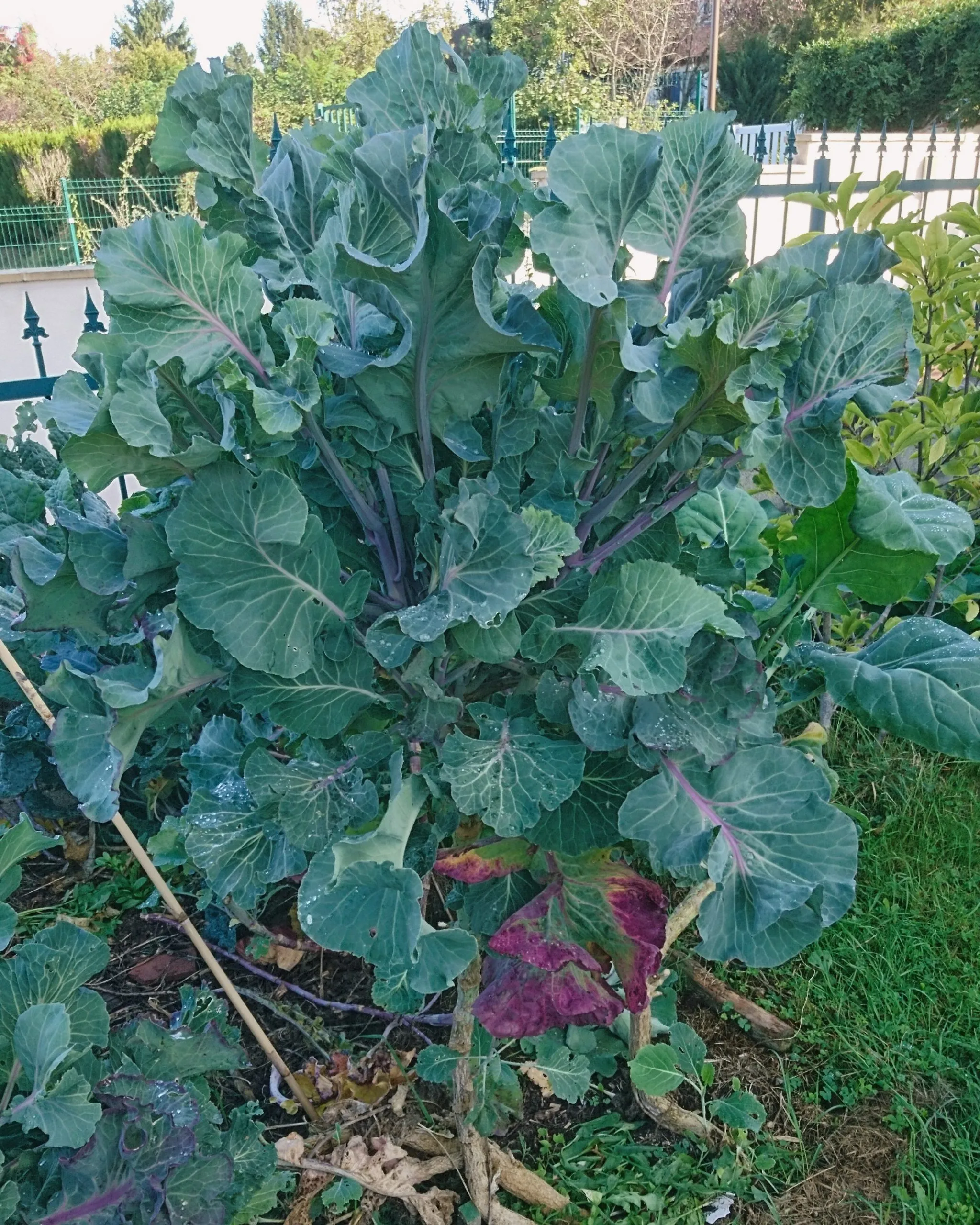 Chou “Purple tree collard”