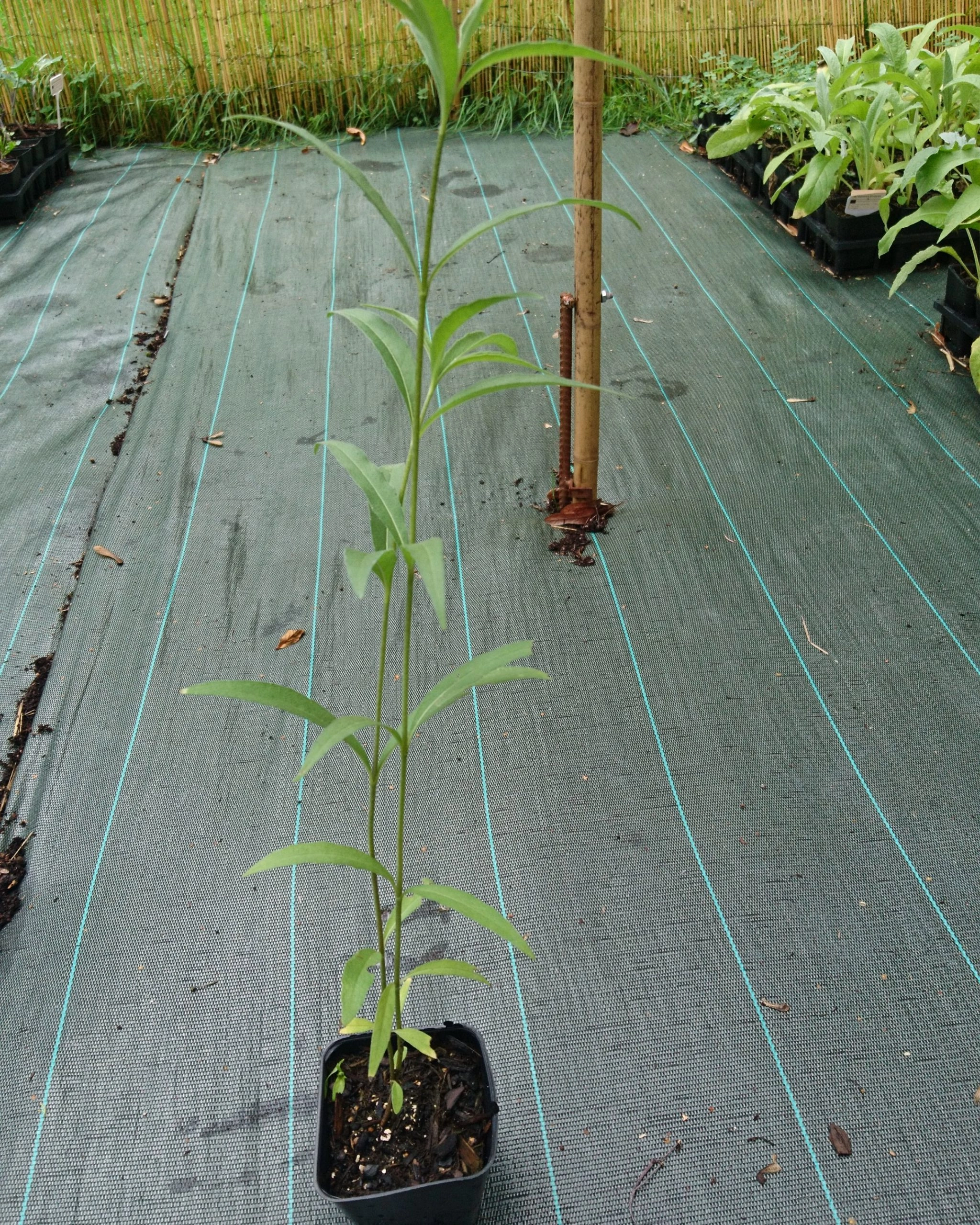 Soleil de Maximilien