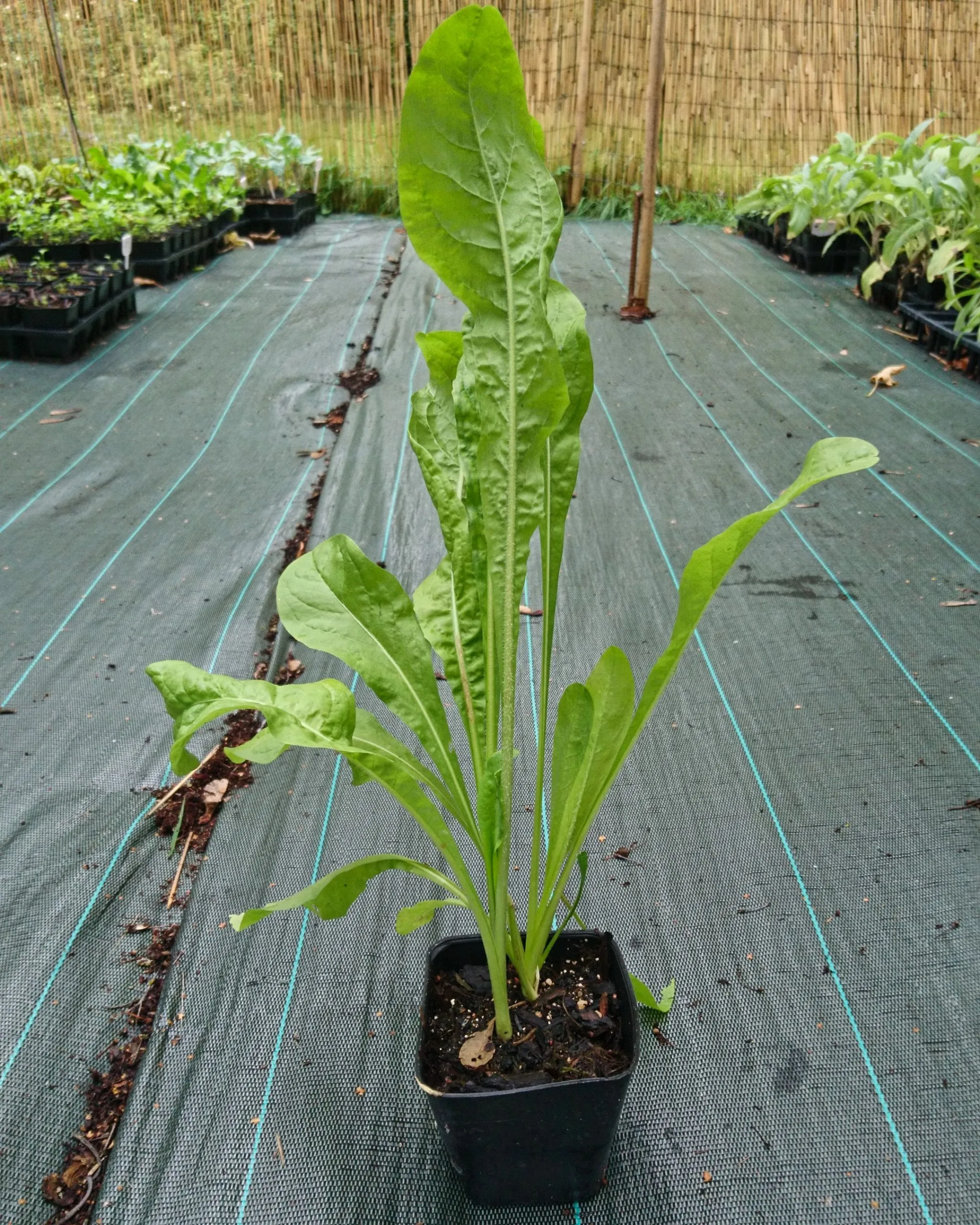 Chicorée ‘Spadona’