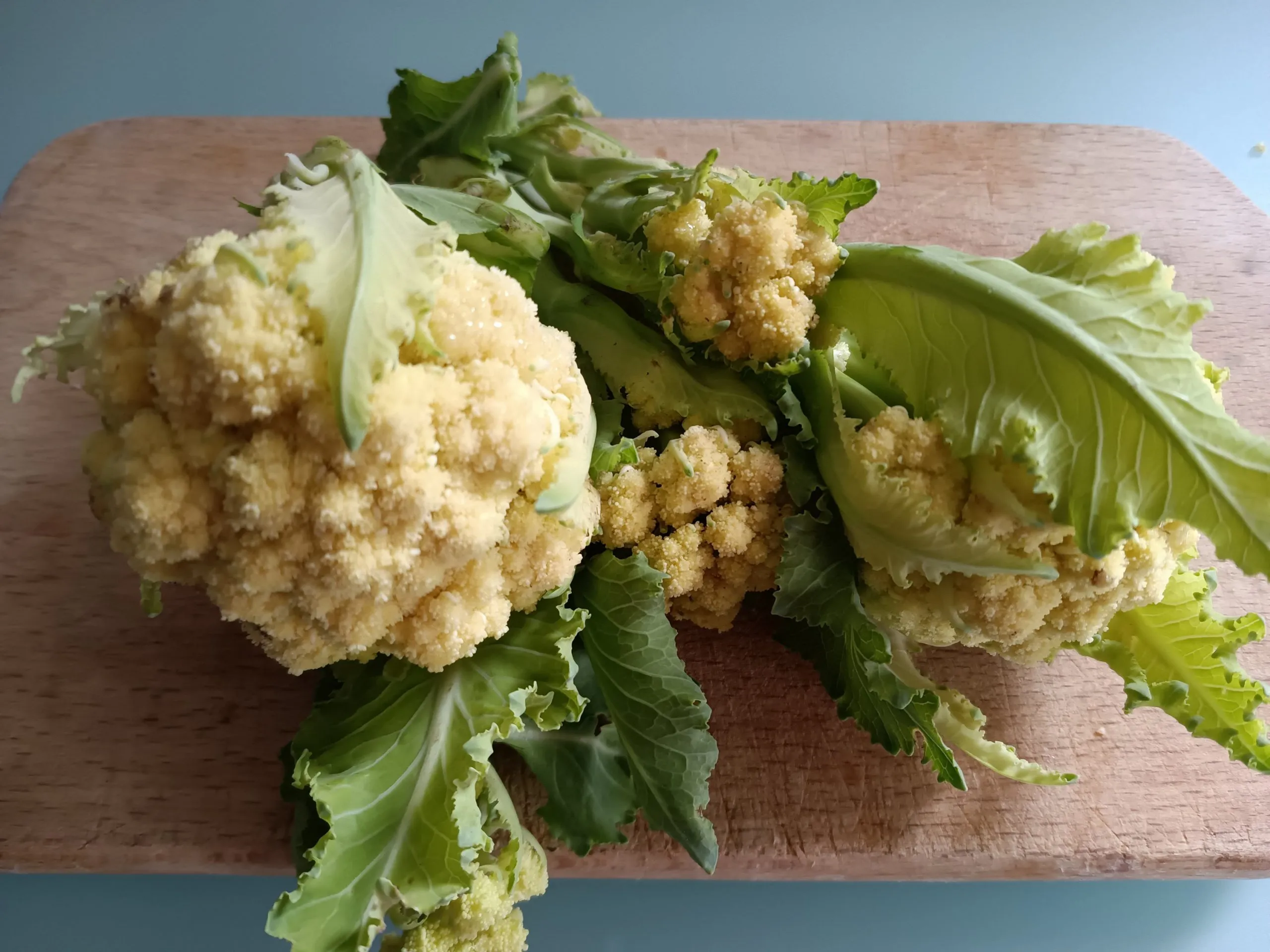 Chou 9 stars (semis)