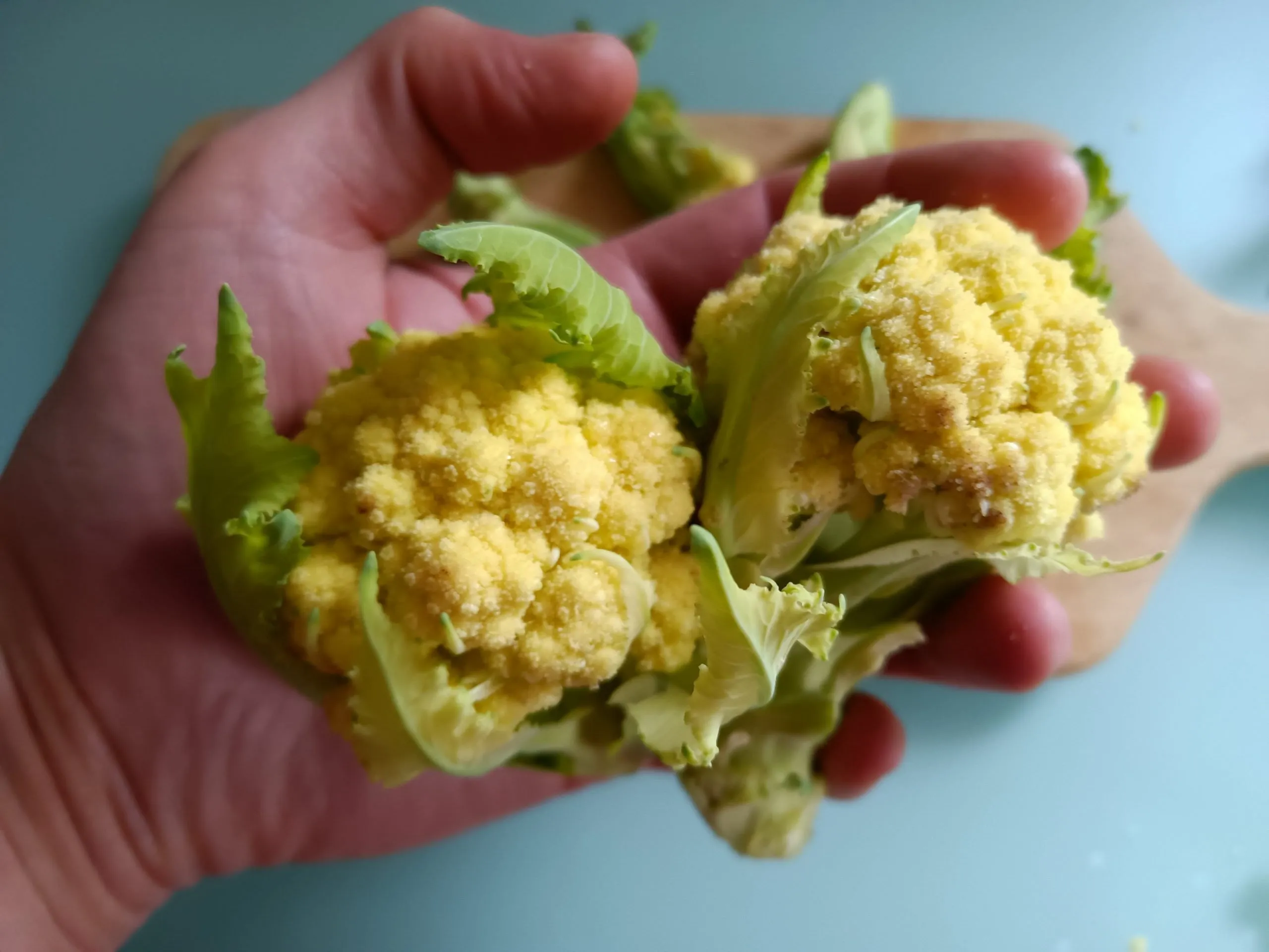 Chou 9 stars (semis)