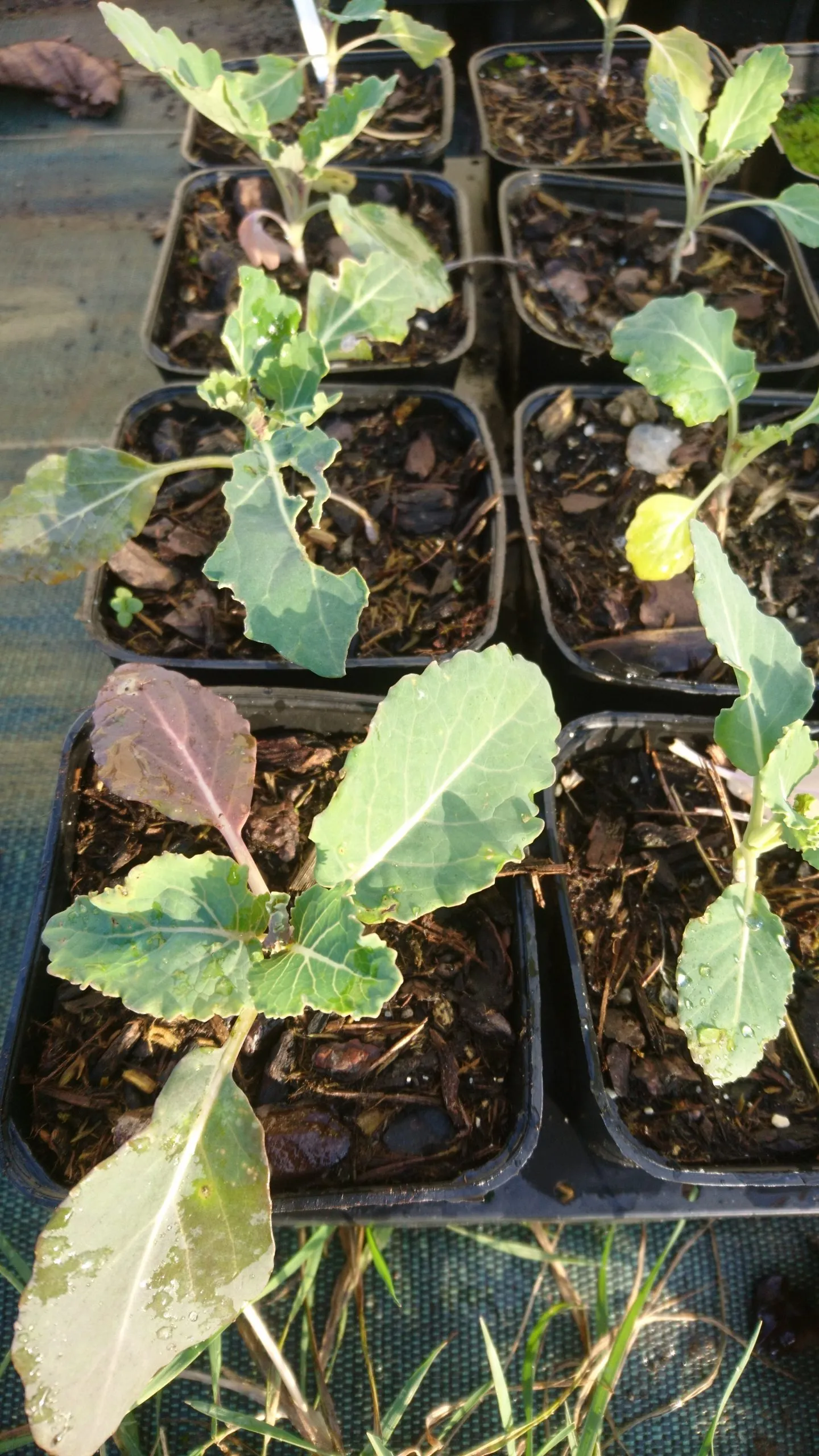 Chou 9 stars (semis)