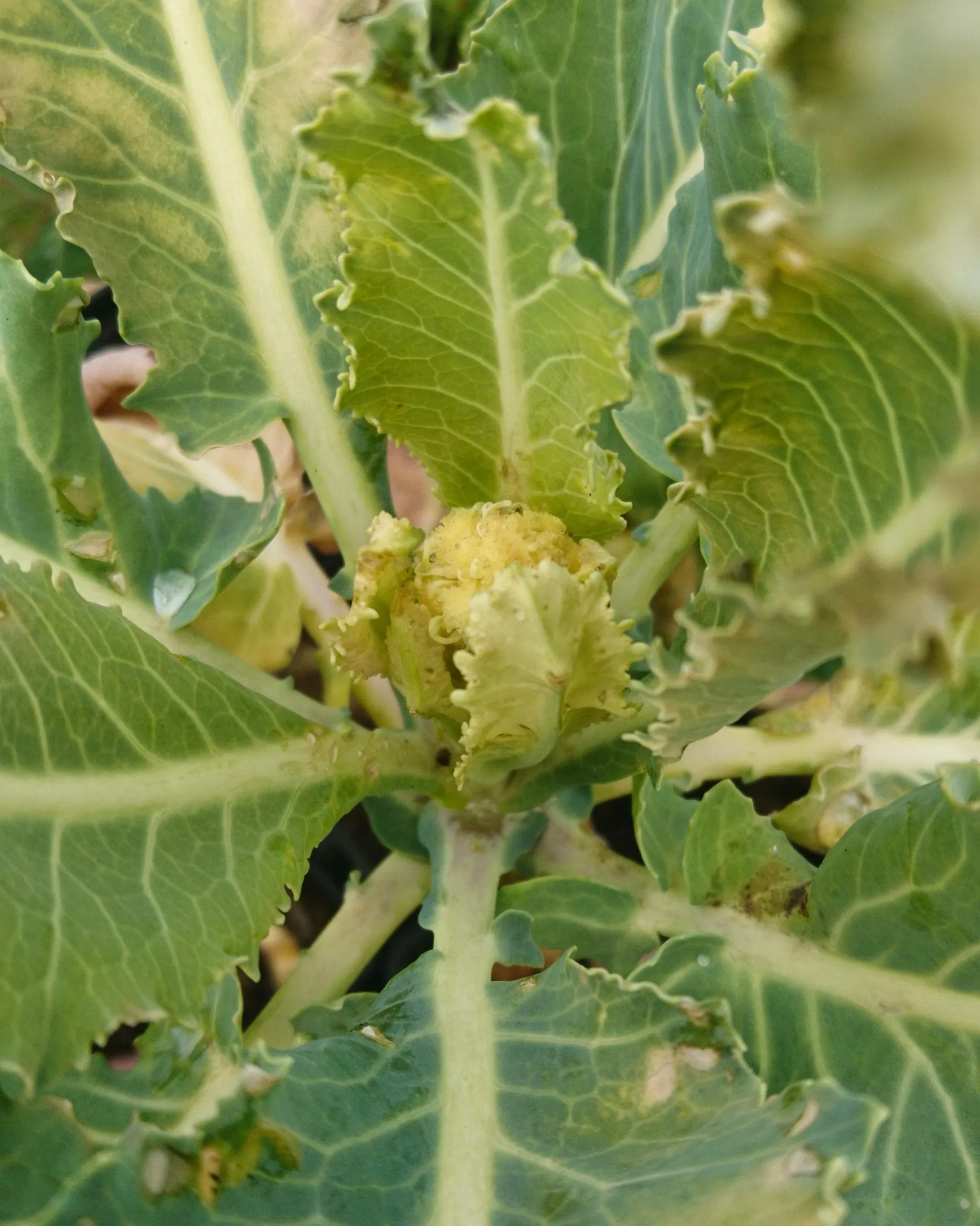 Chou 9 stars (semis)