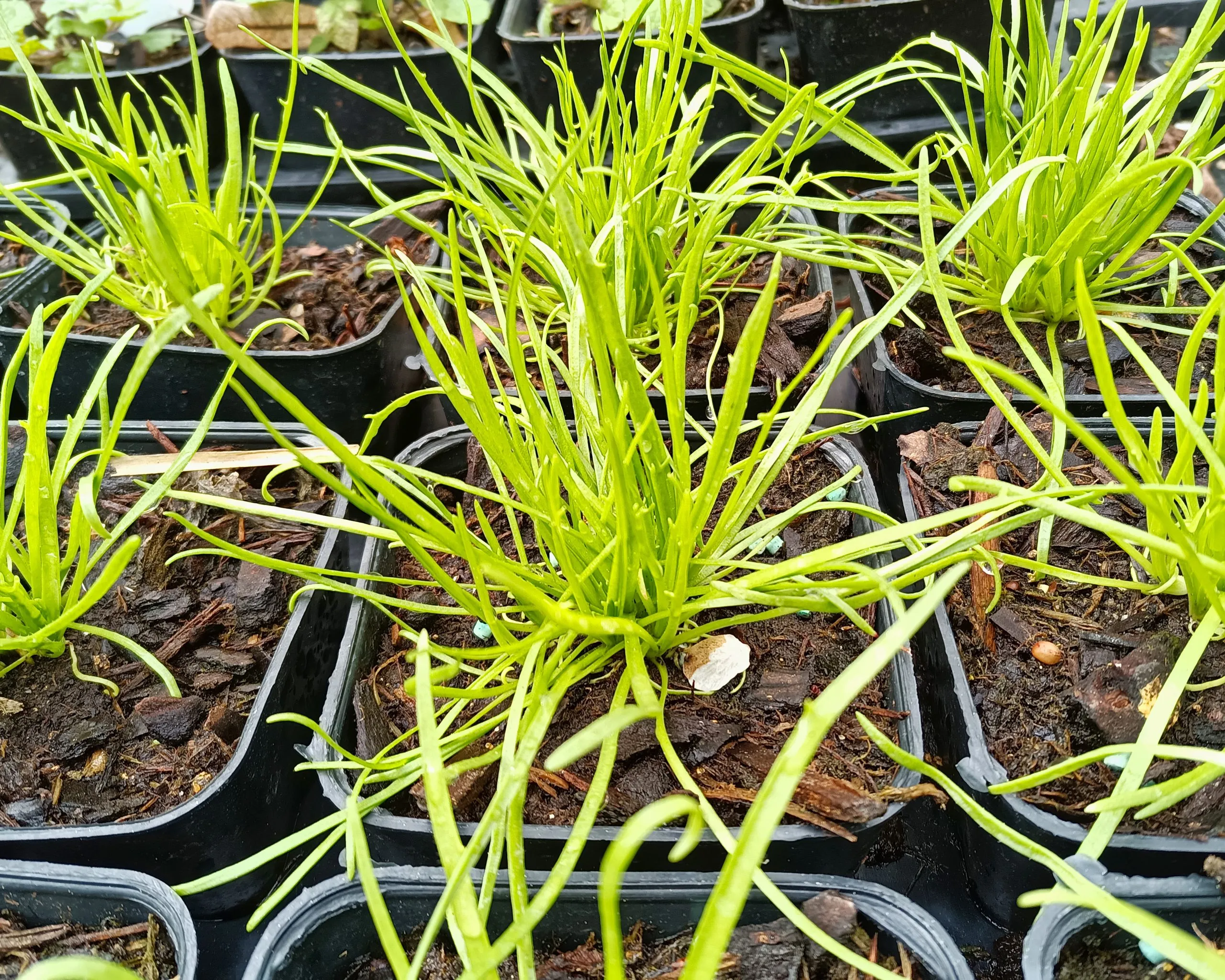 Plantain corne de cerf