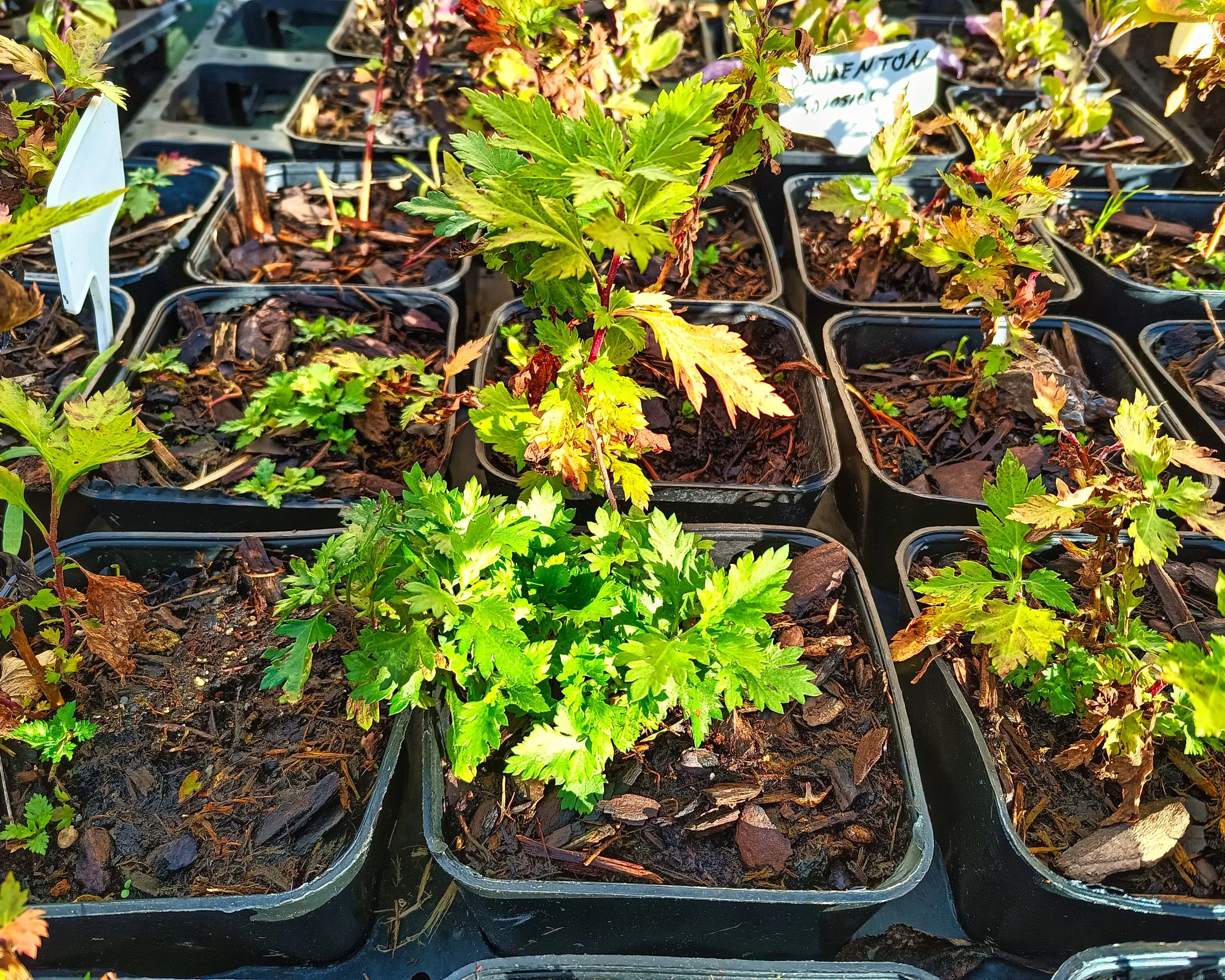 Chrysanthème de Nankin