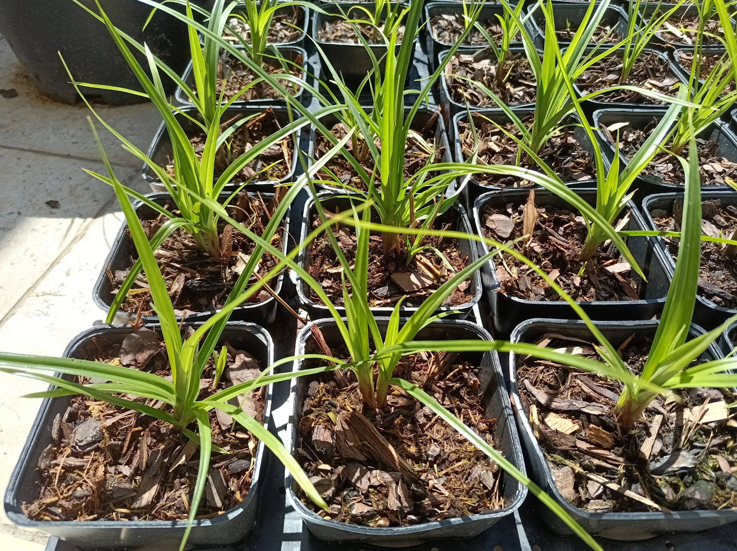 Amande de terre – Souchet ‘Long Sweet’