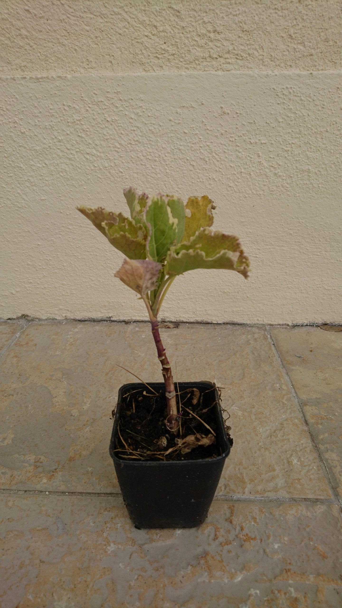 Chou Daubenton Panaché