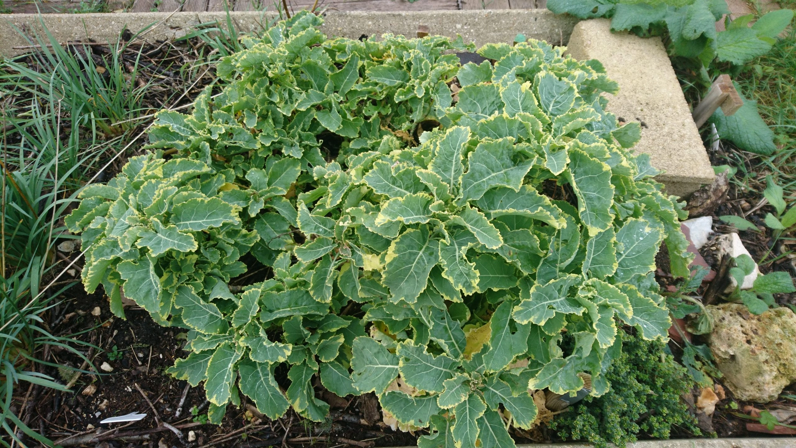 Chou Daubenton Panaché