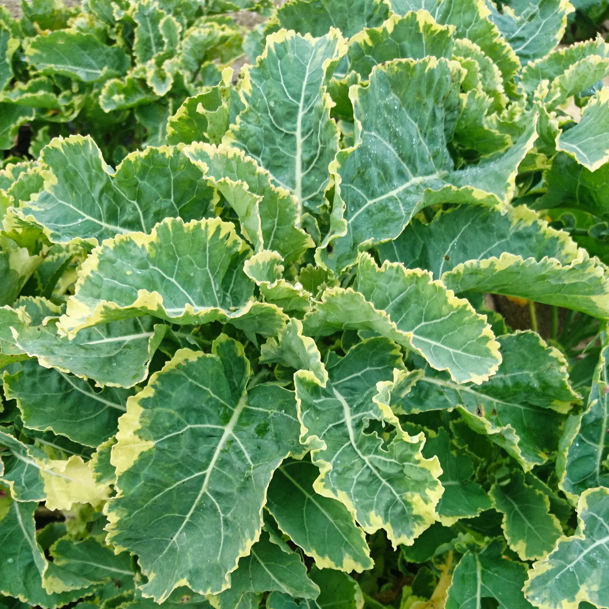 Chou Daubenton Panaché