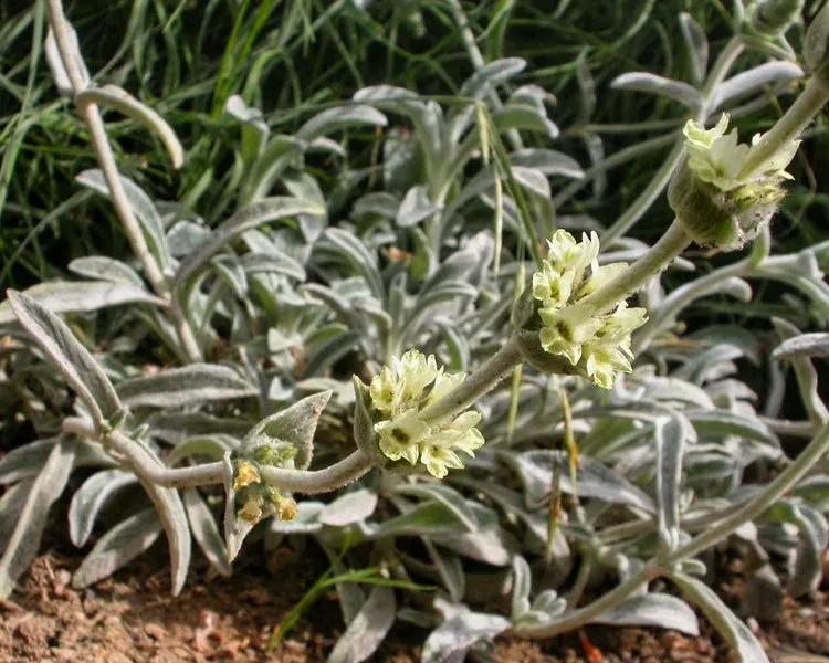 Thé Grec des montagnes