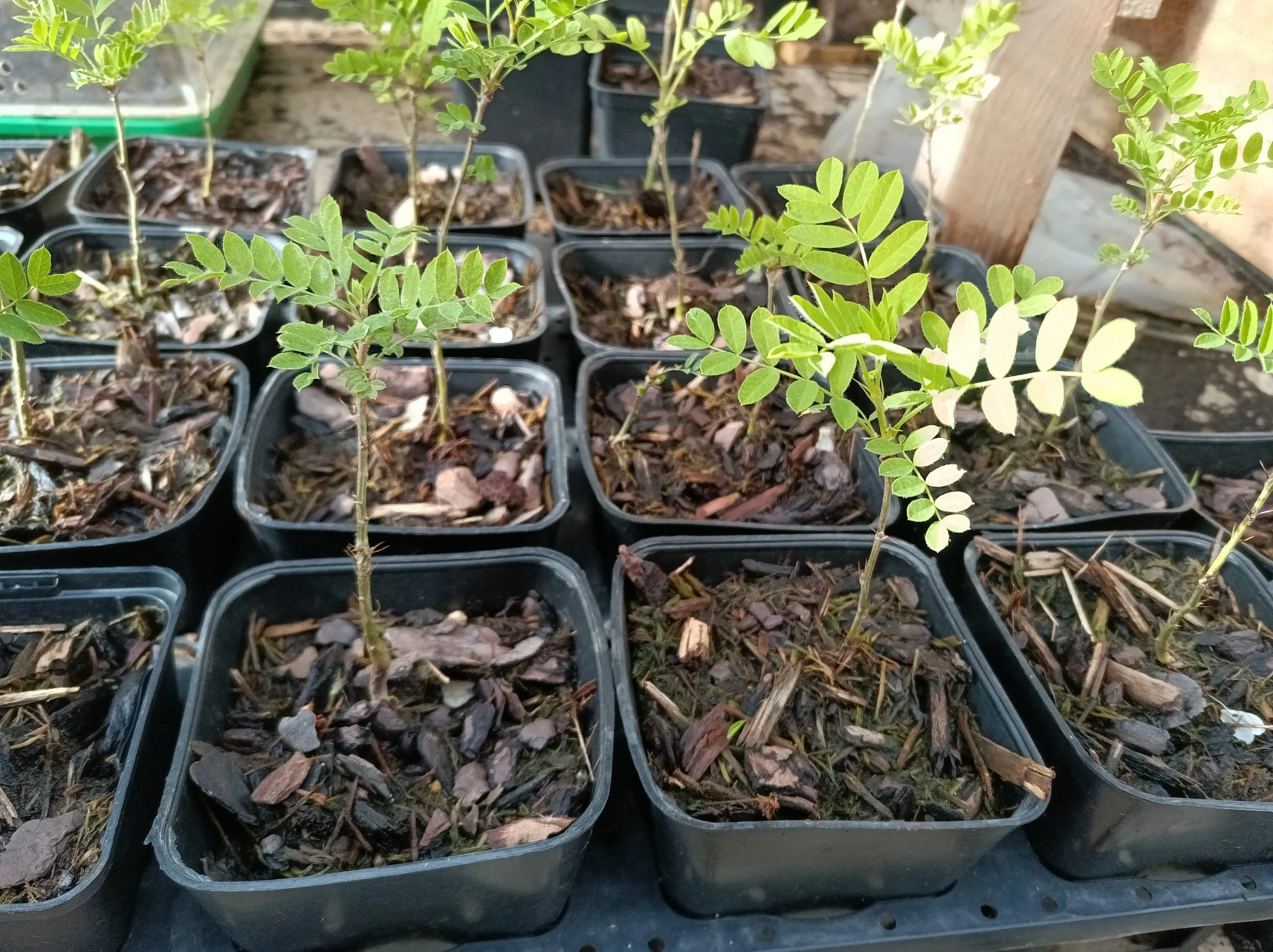 Caraganier de Sibérie