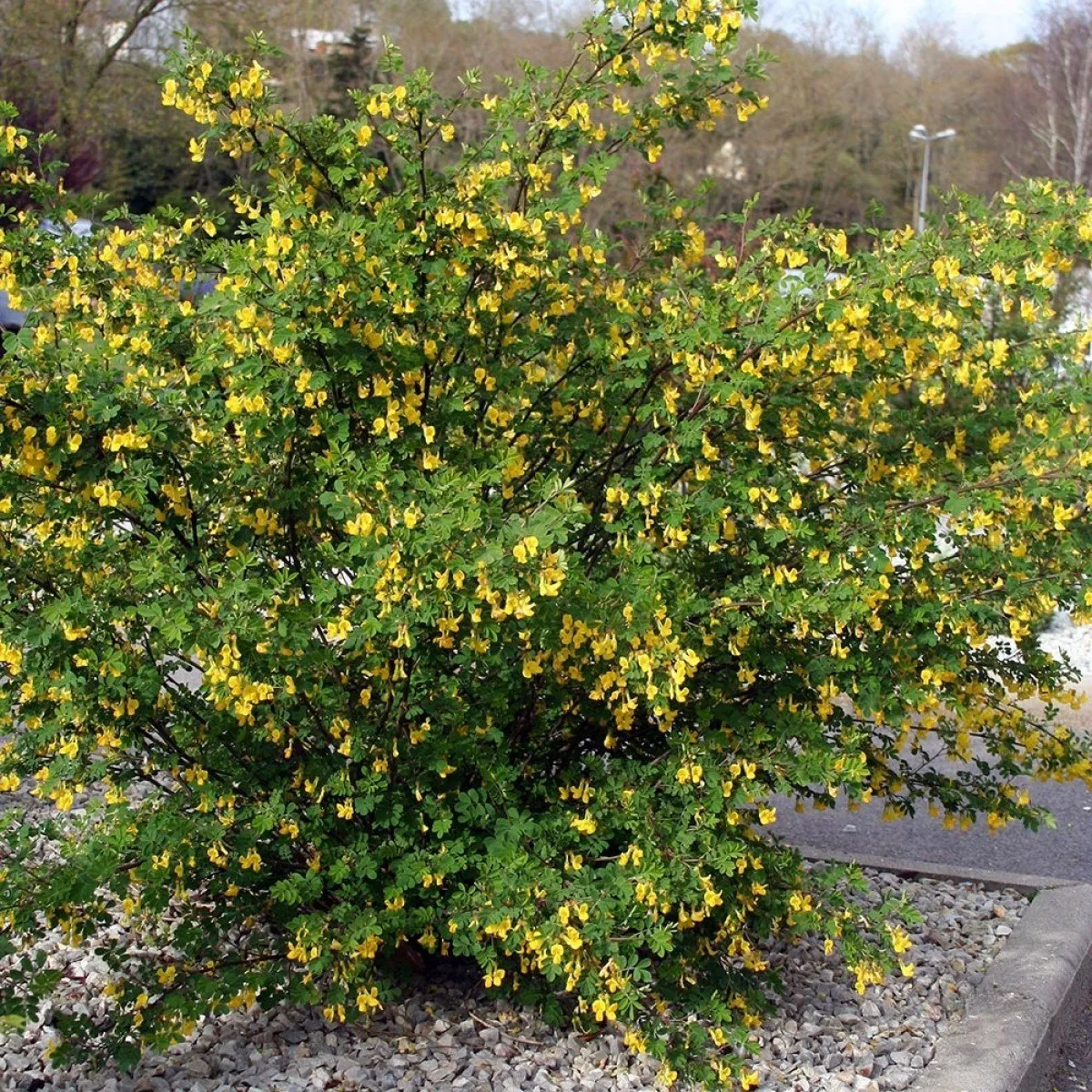 Caraganier de Sibérie