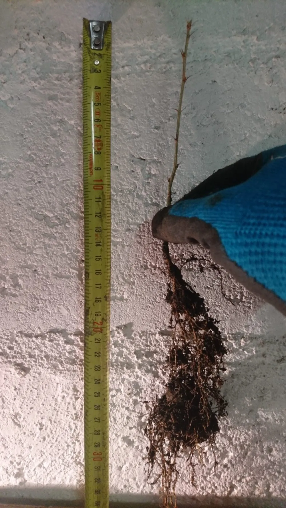 Caraganier de Sibérie