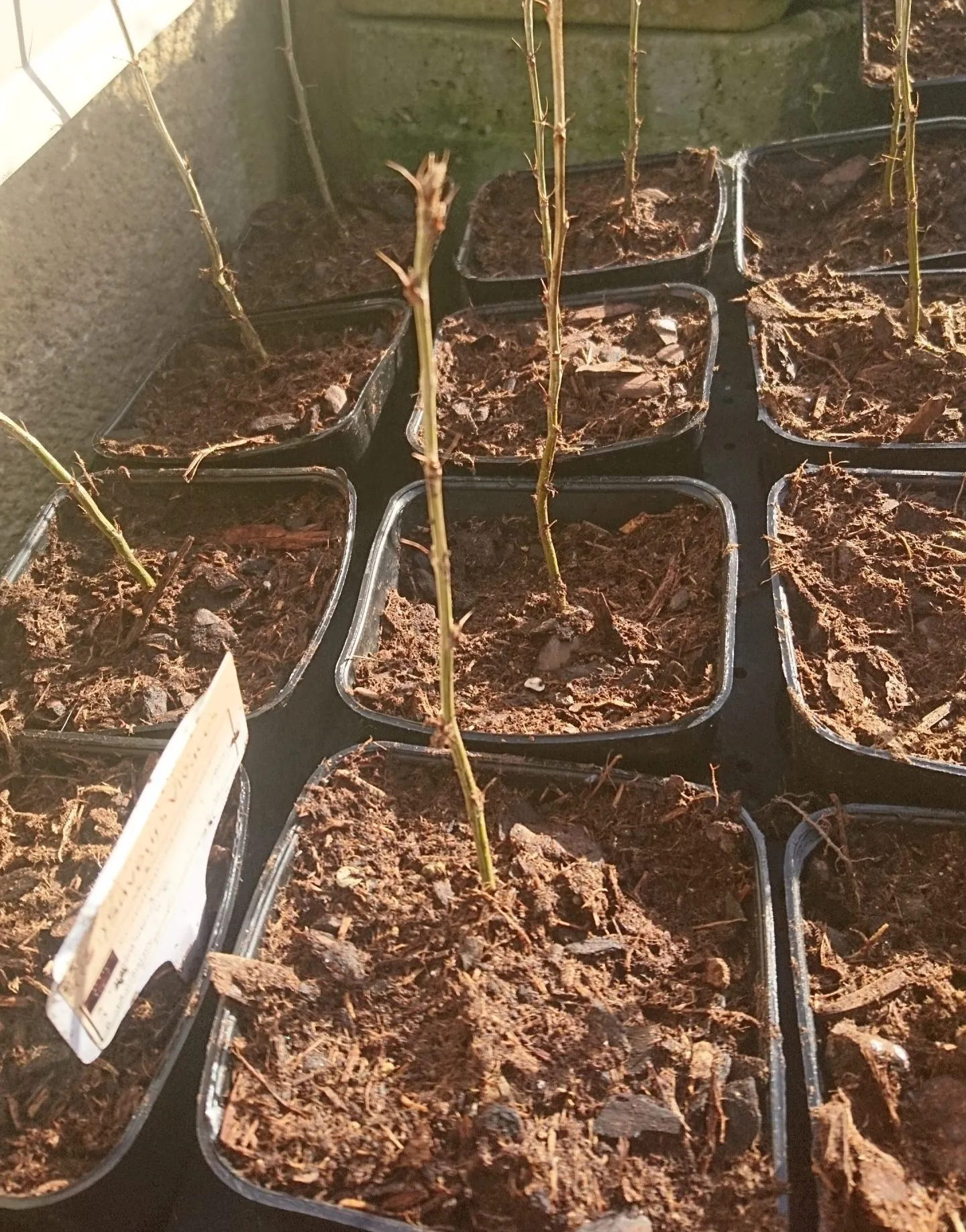 Caraganier de Sibérie