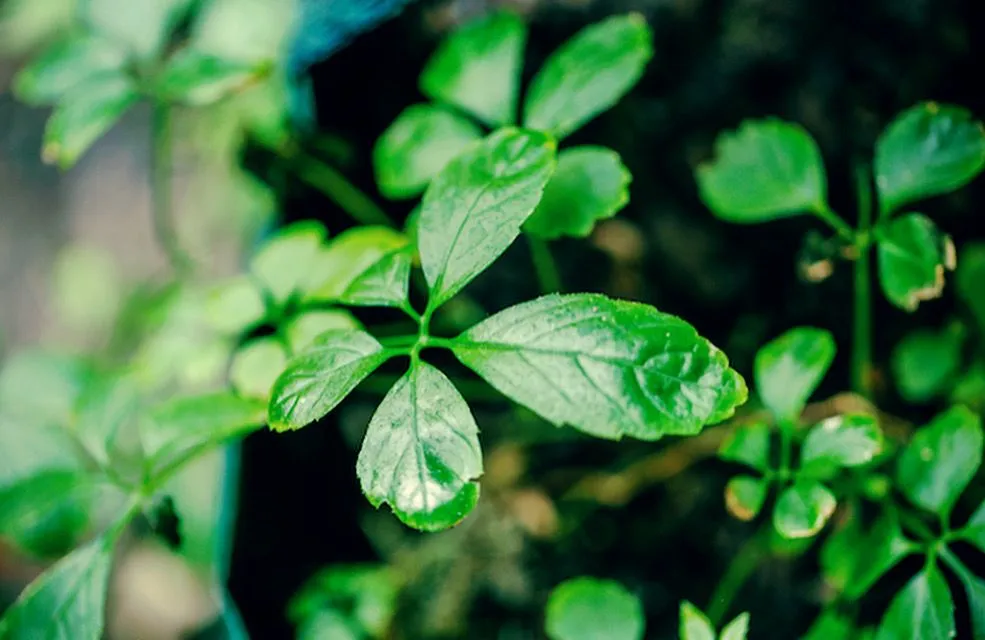 Thé de l’immortalité – Jiaogulan