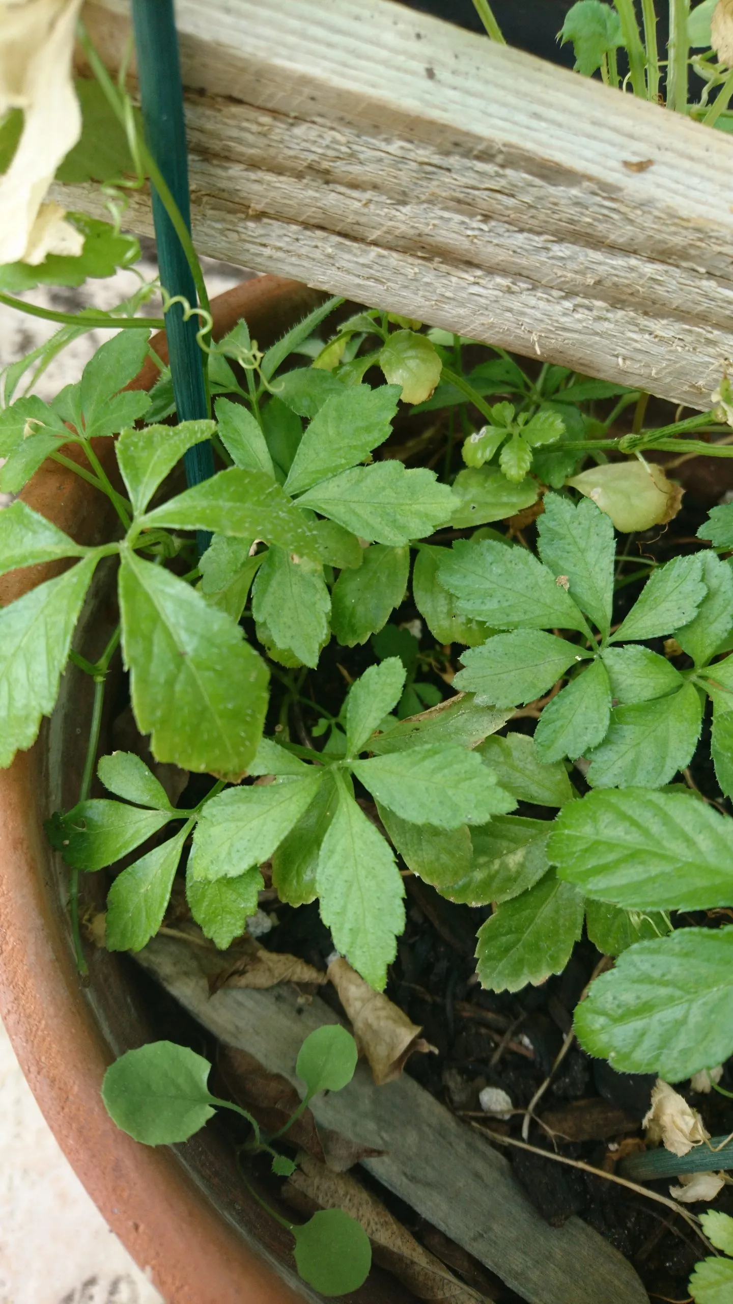 Thé de l’immortalité – Jiaogulan