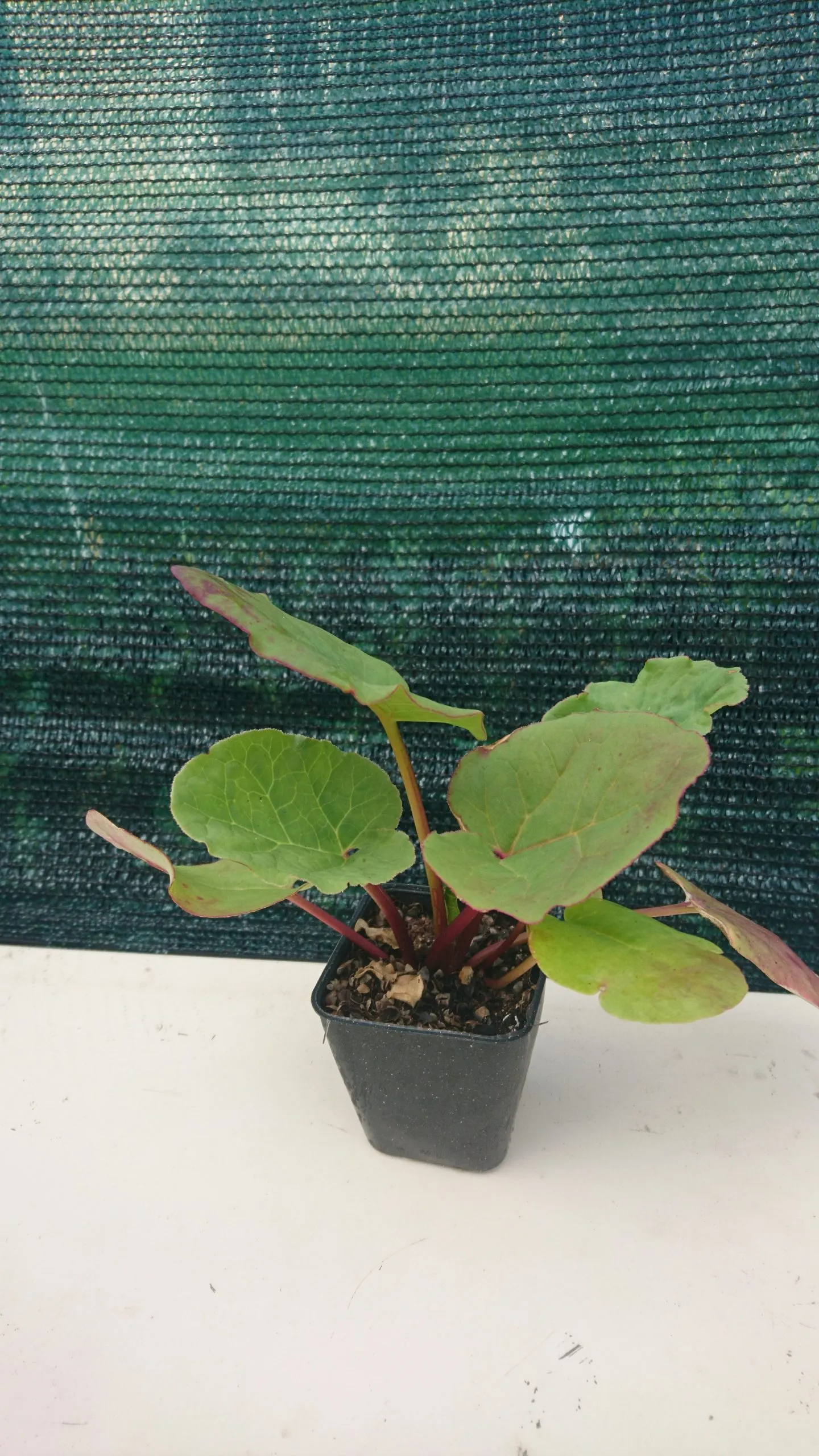 Rhubarbe ‘Glaskins’