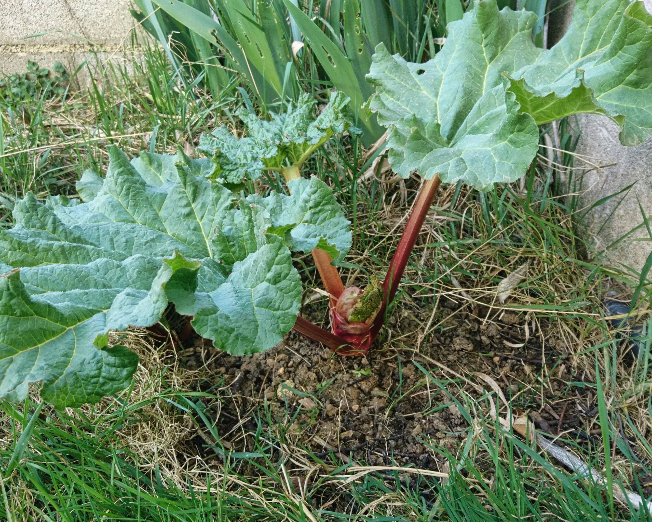 Rhubarbe ‘Glaskins’
