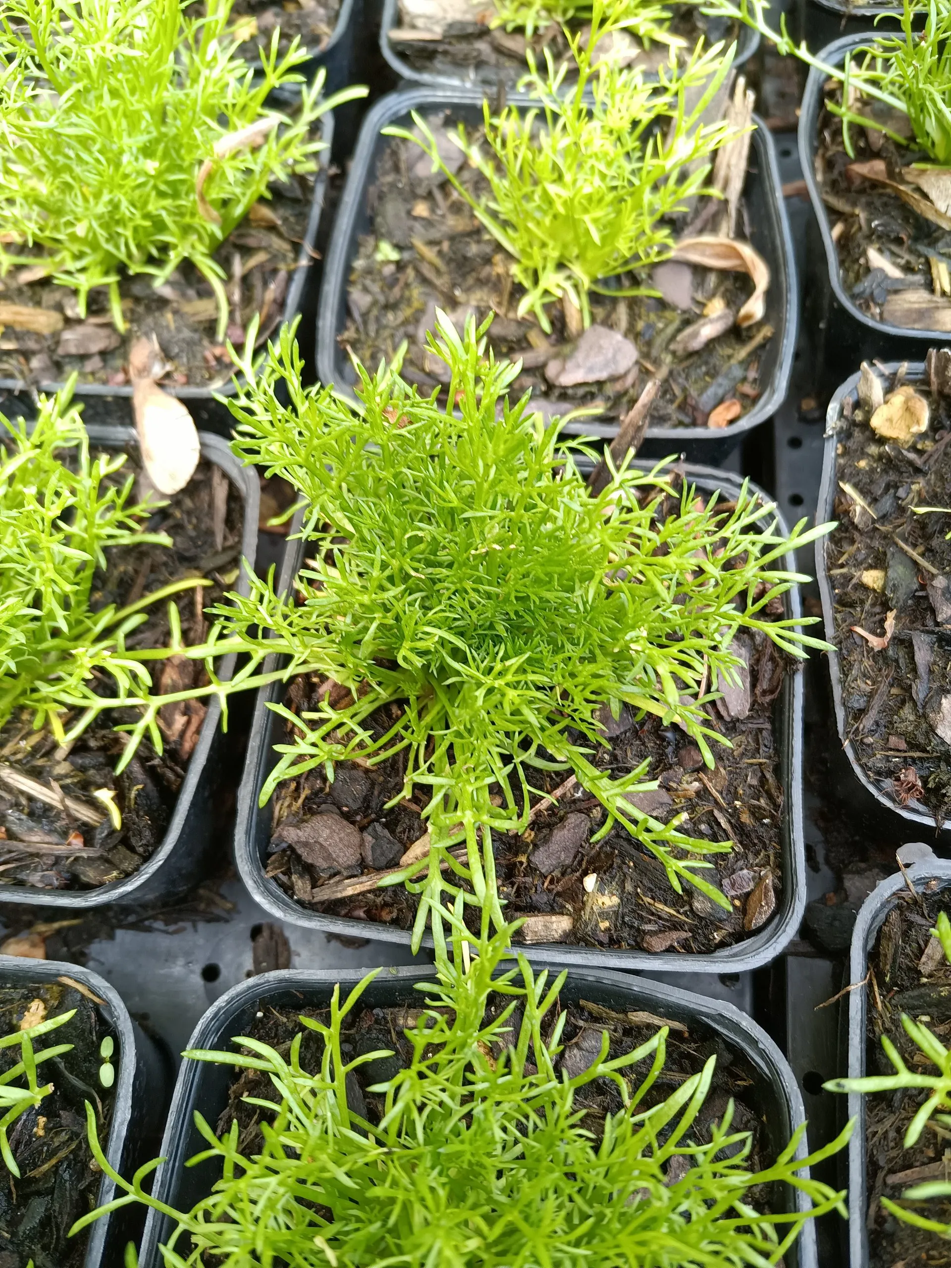 Camomille romaine à fleurs doubles