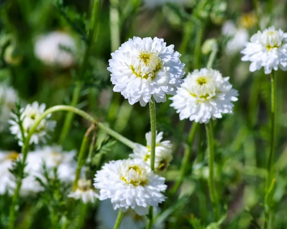 Camomille romaine à fleurs doubles