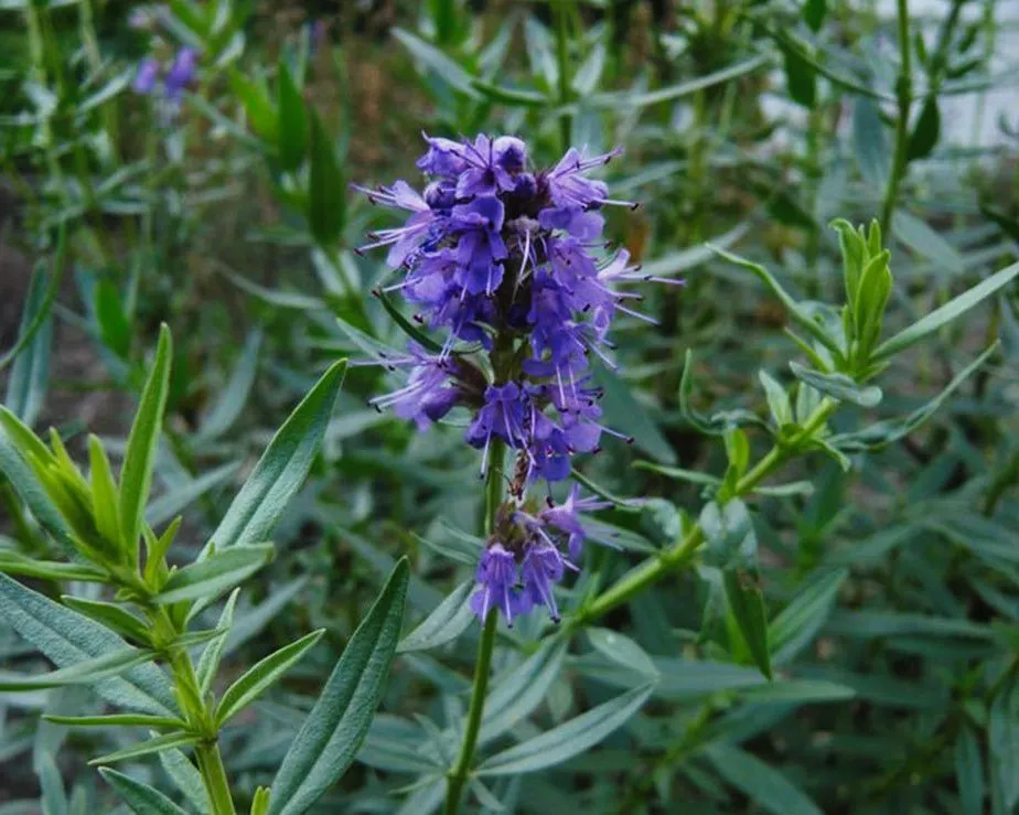 Hysope officinale