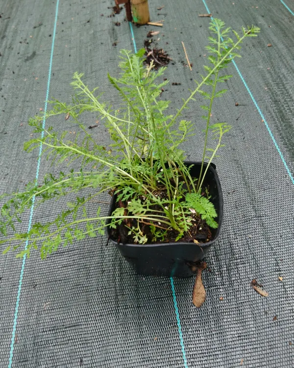 Achillée millefeuilles ‘Proa’