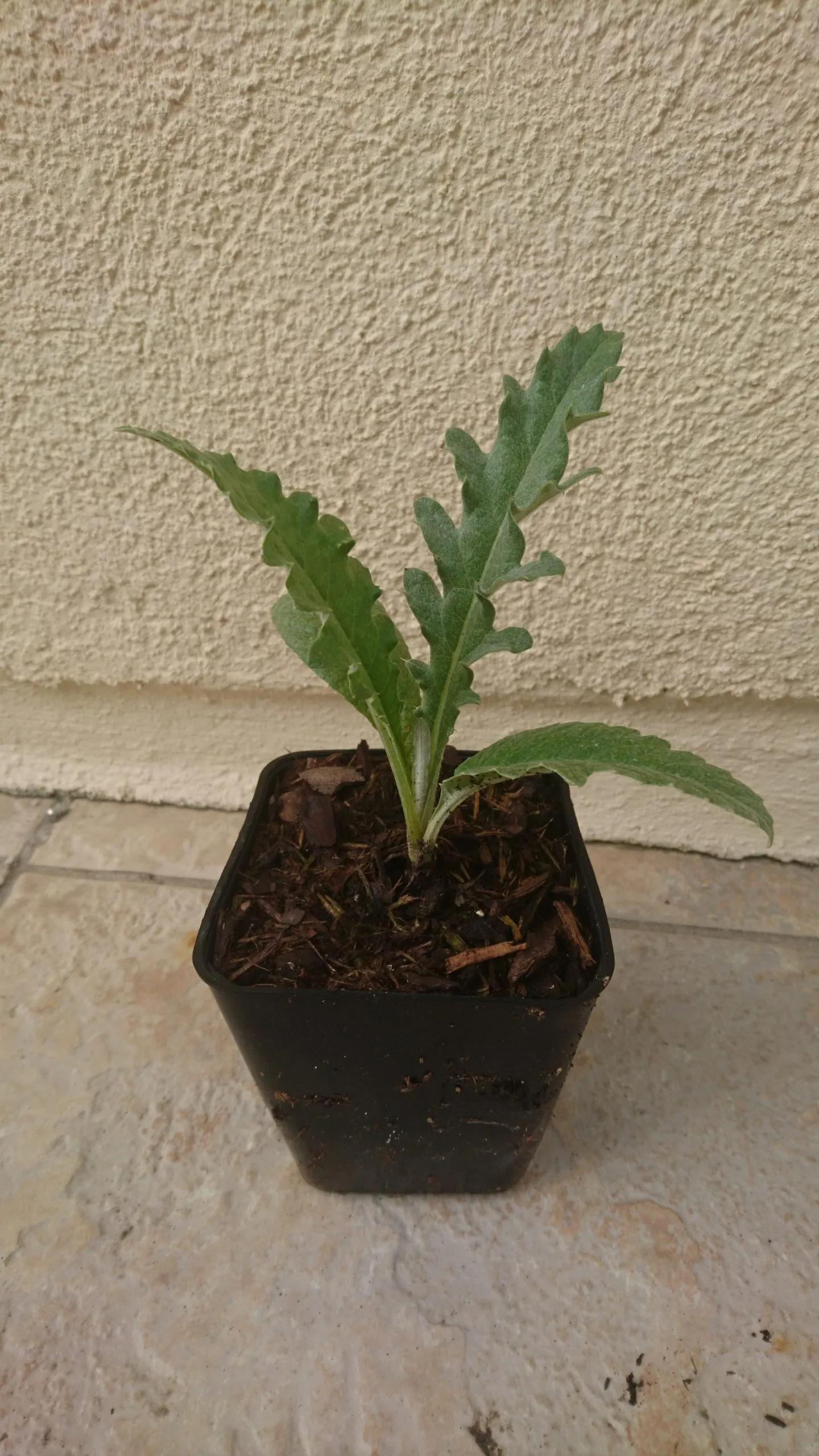 Artichaut Gros vert de Laon