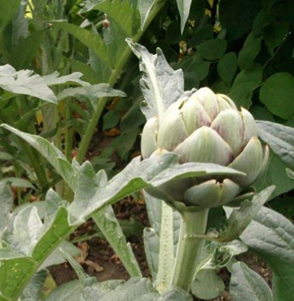 Artichaut Gros vert de Laon