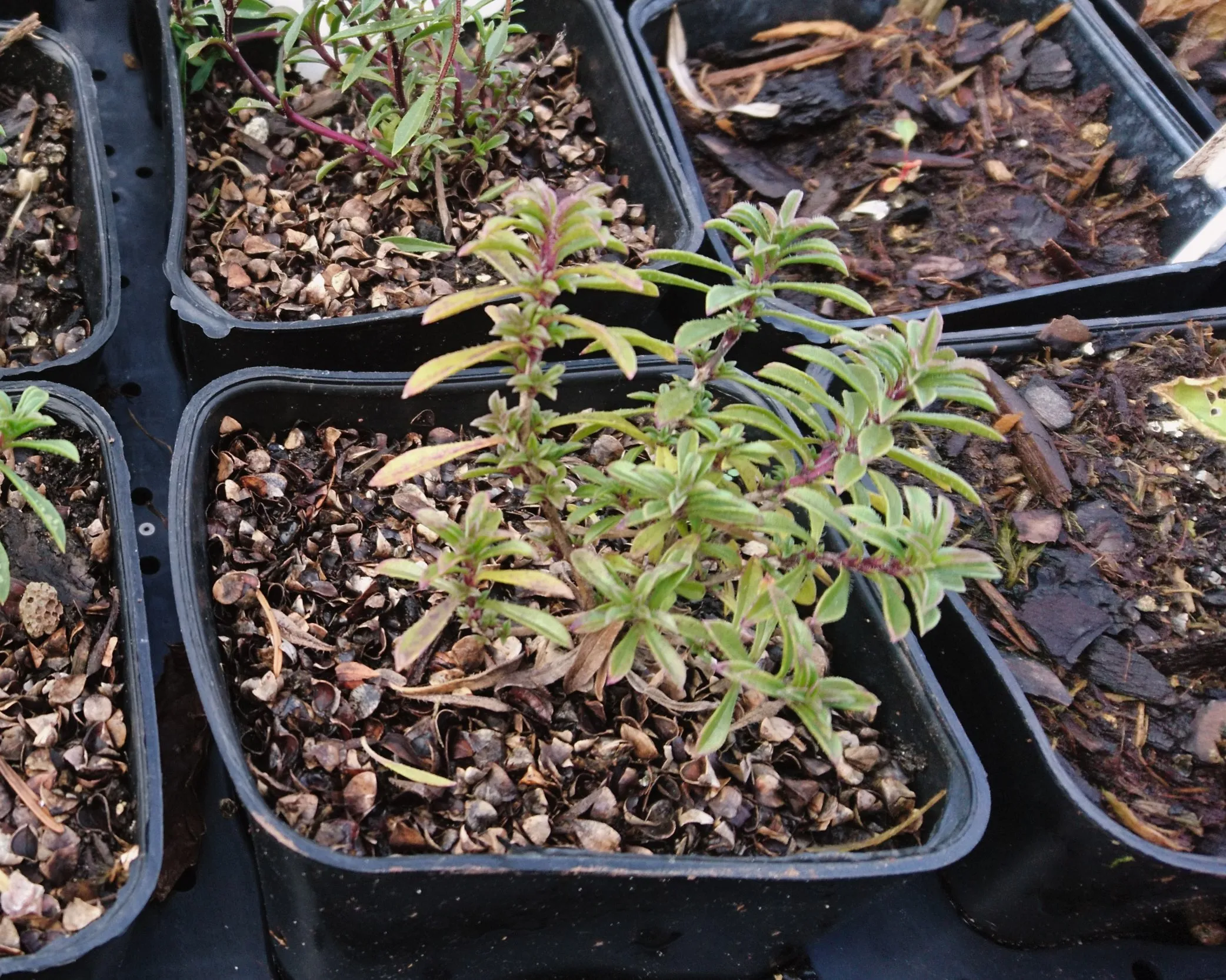 Sarriette des montagnes