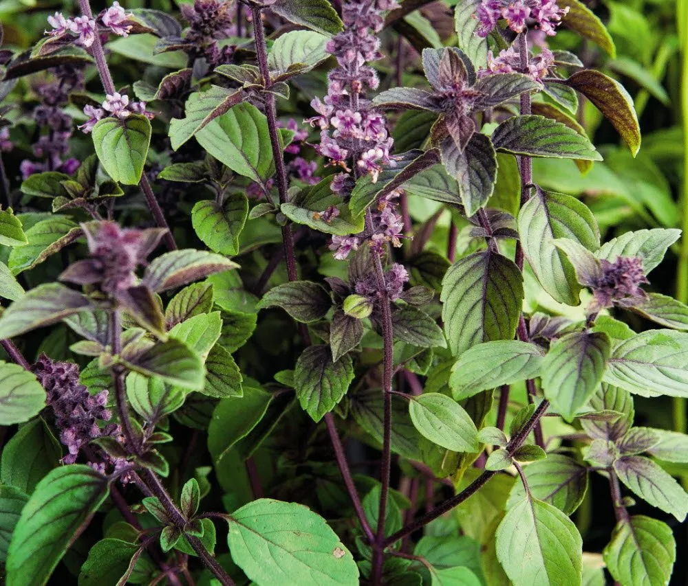 Basilic vivace du Kenya