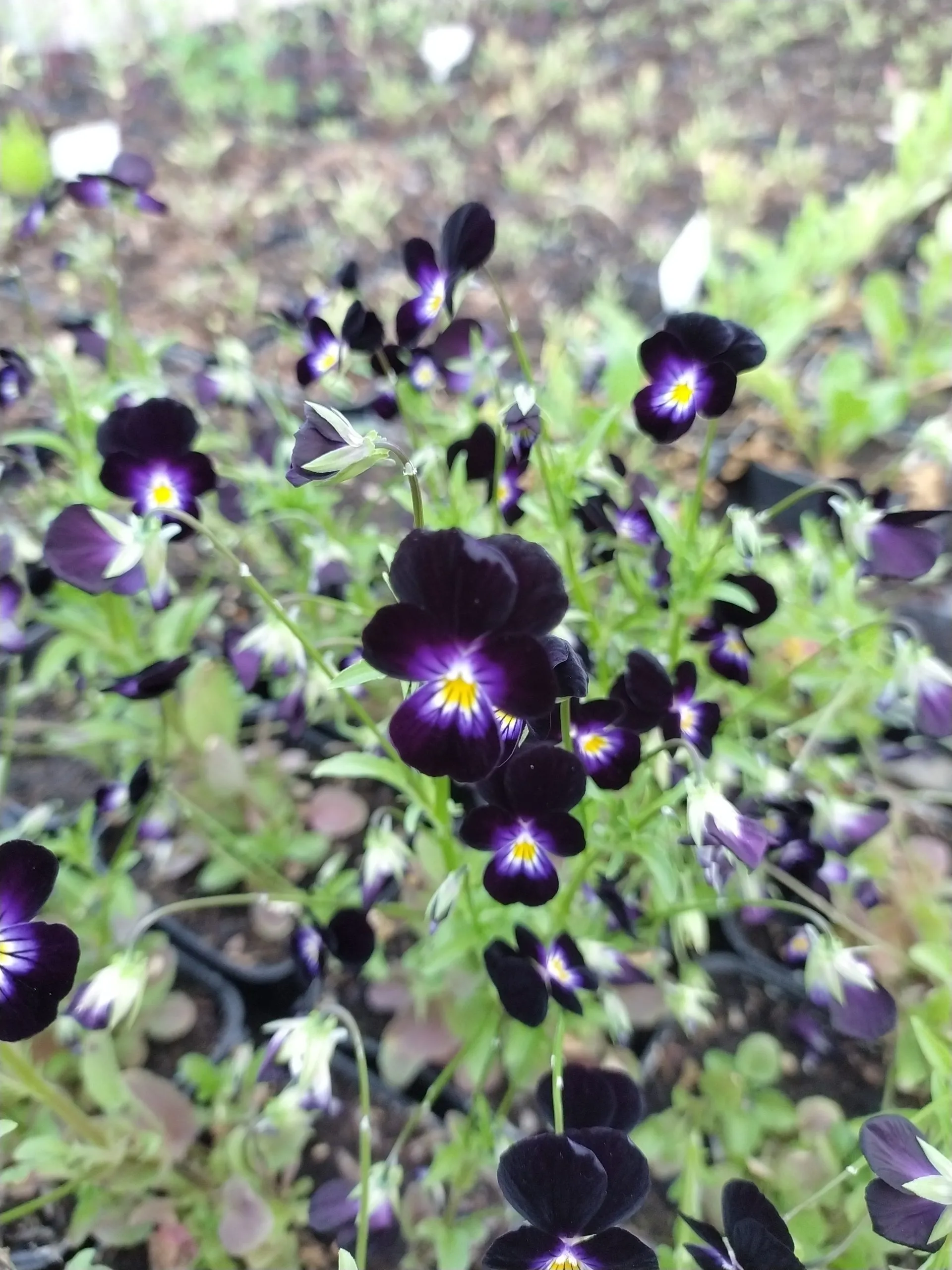 Violette cornue ‘Bowles Black’