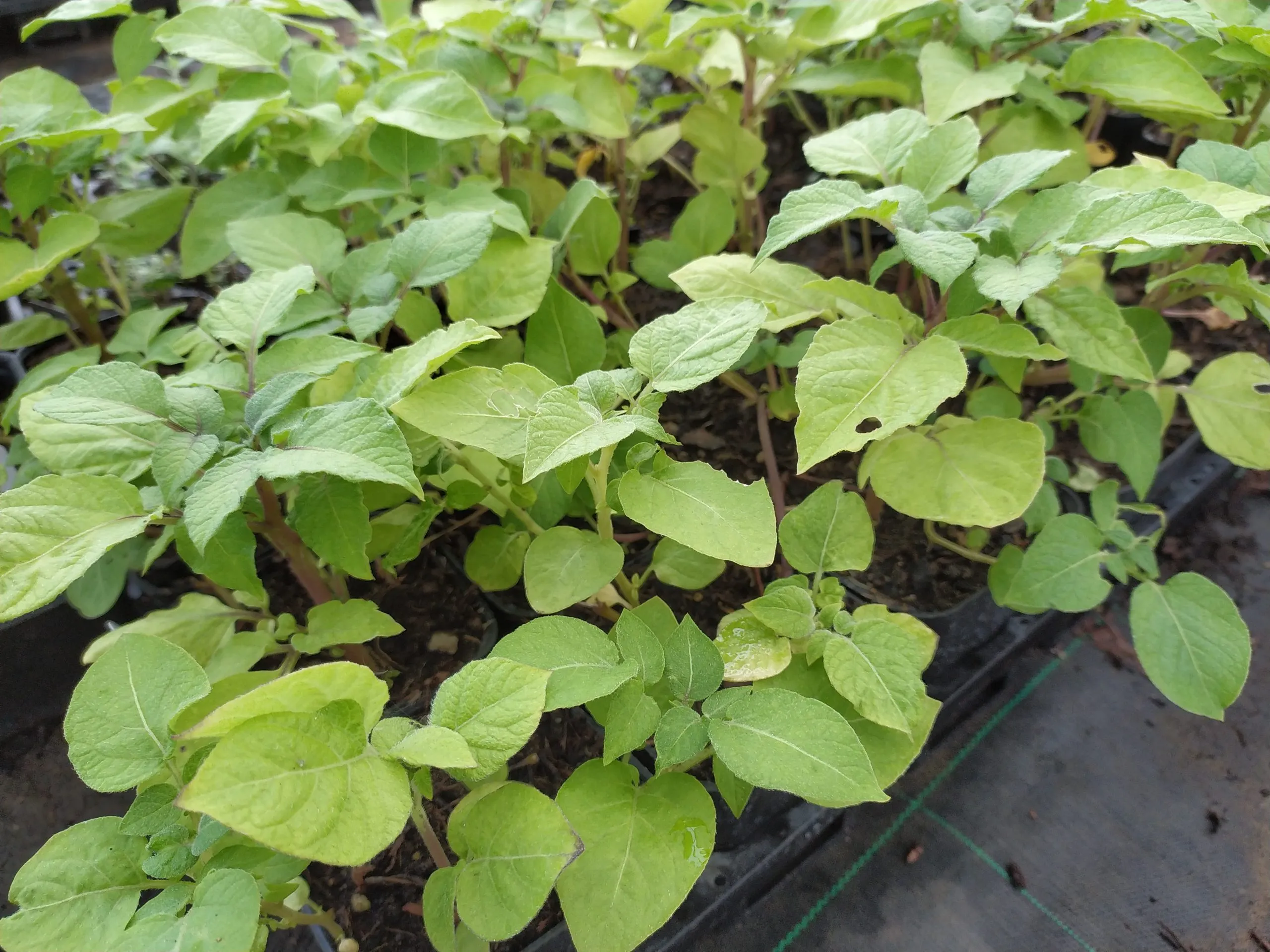 Pomme de terre Oikos