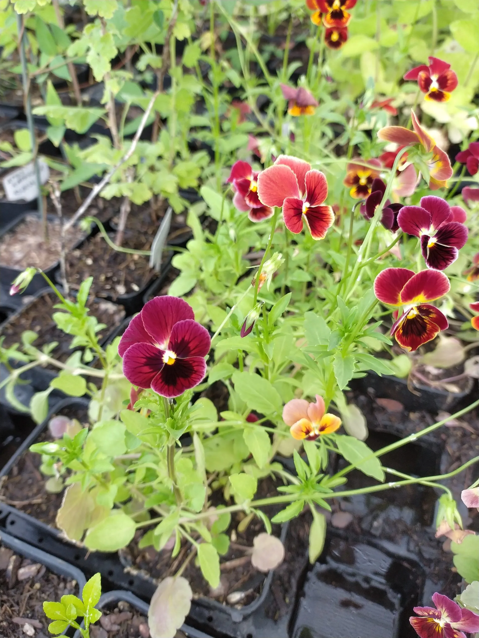 Violette cornue ‘Rubin’