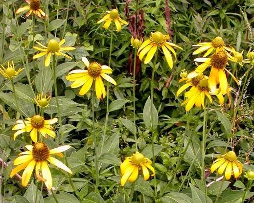 Sochan – Rudbéckie laciniée