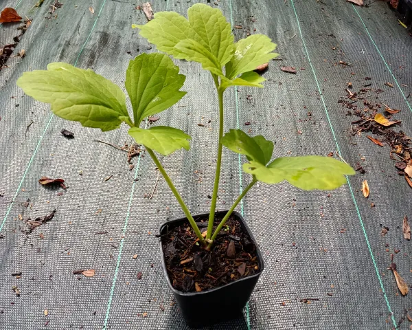 Sochan – Rudbéckie laciniée