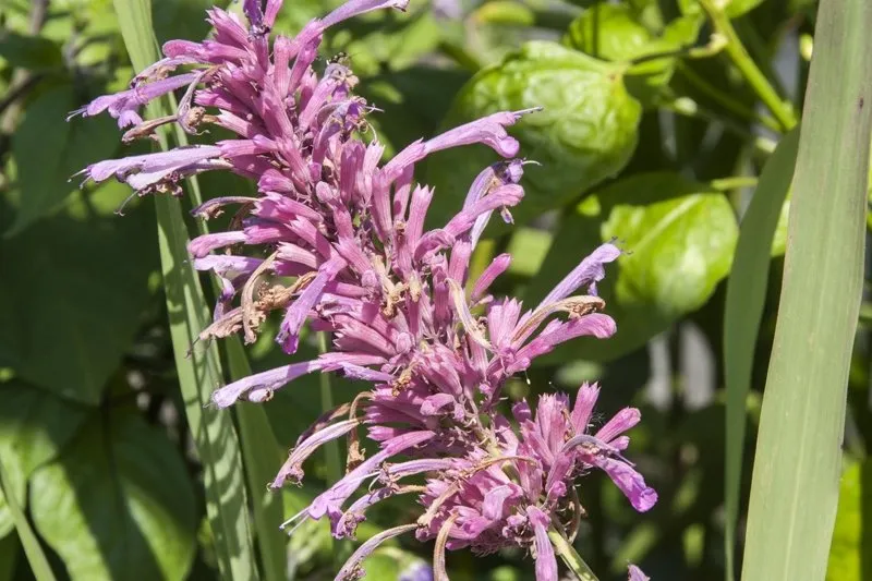 Agastache mexicaine ‘Sangria’
