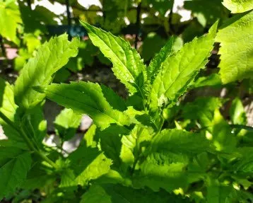Aster de l’île d’Uleungdo