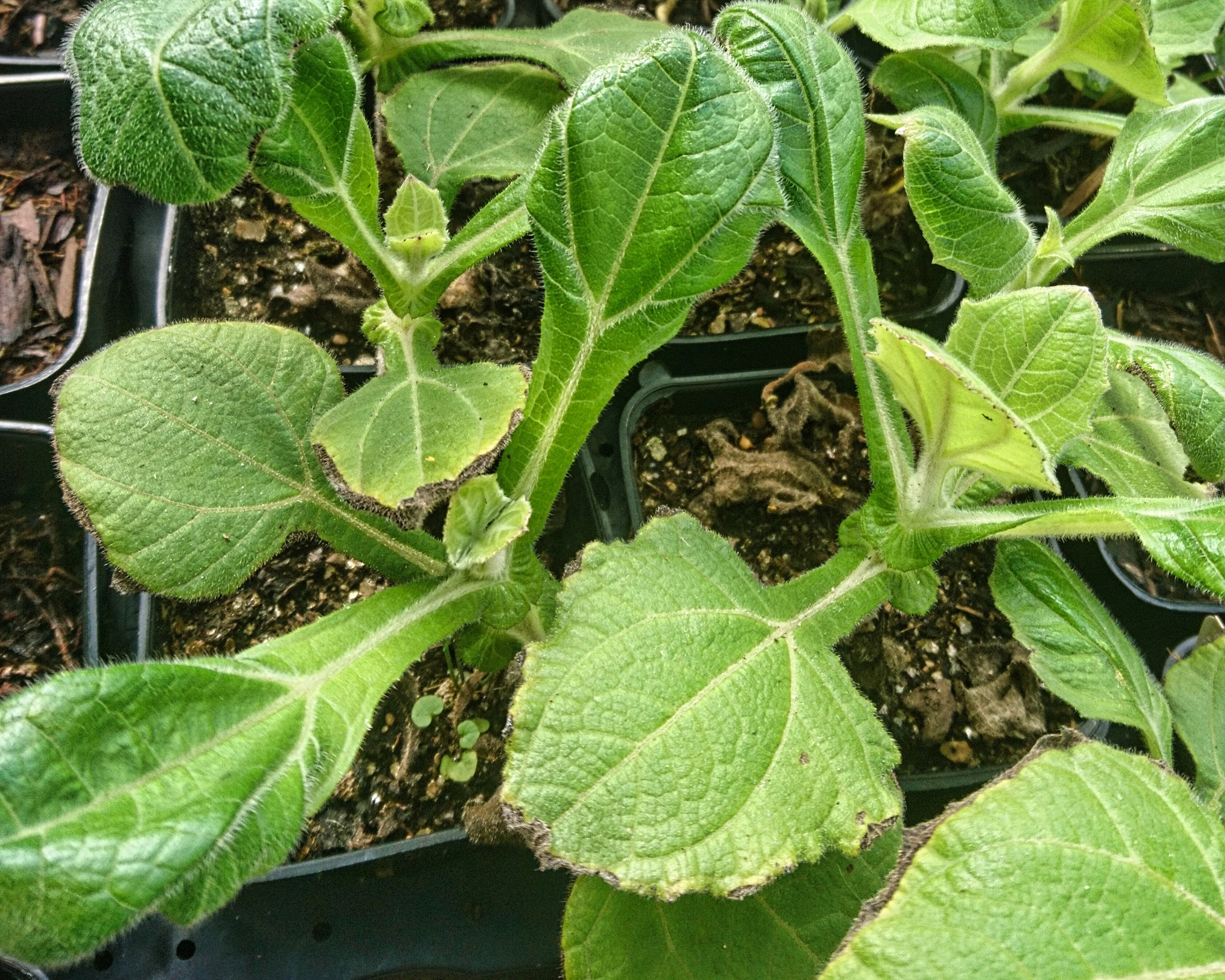 Yacon – Poire de terre