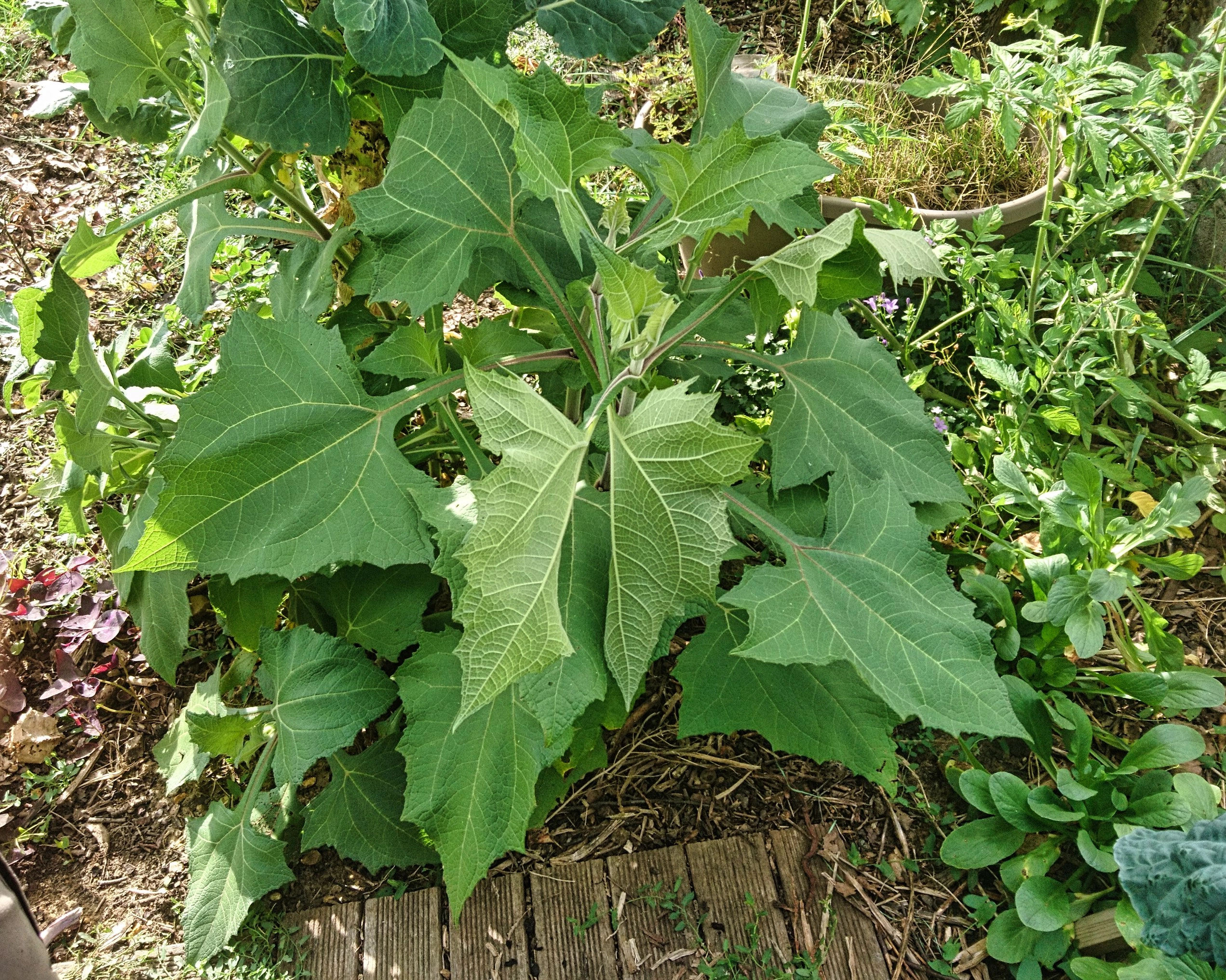 Yacon – Poire de terre