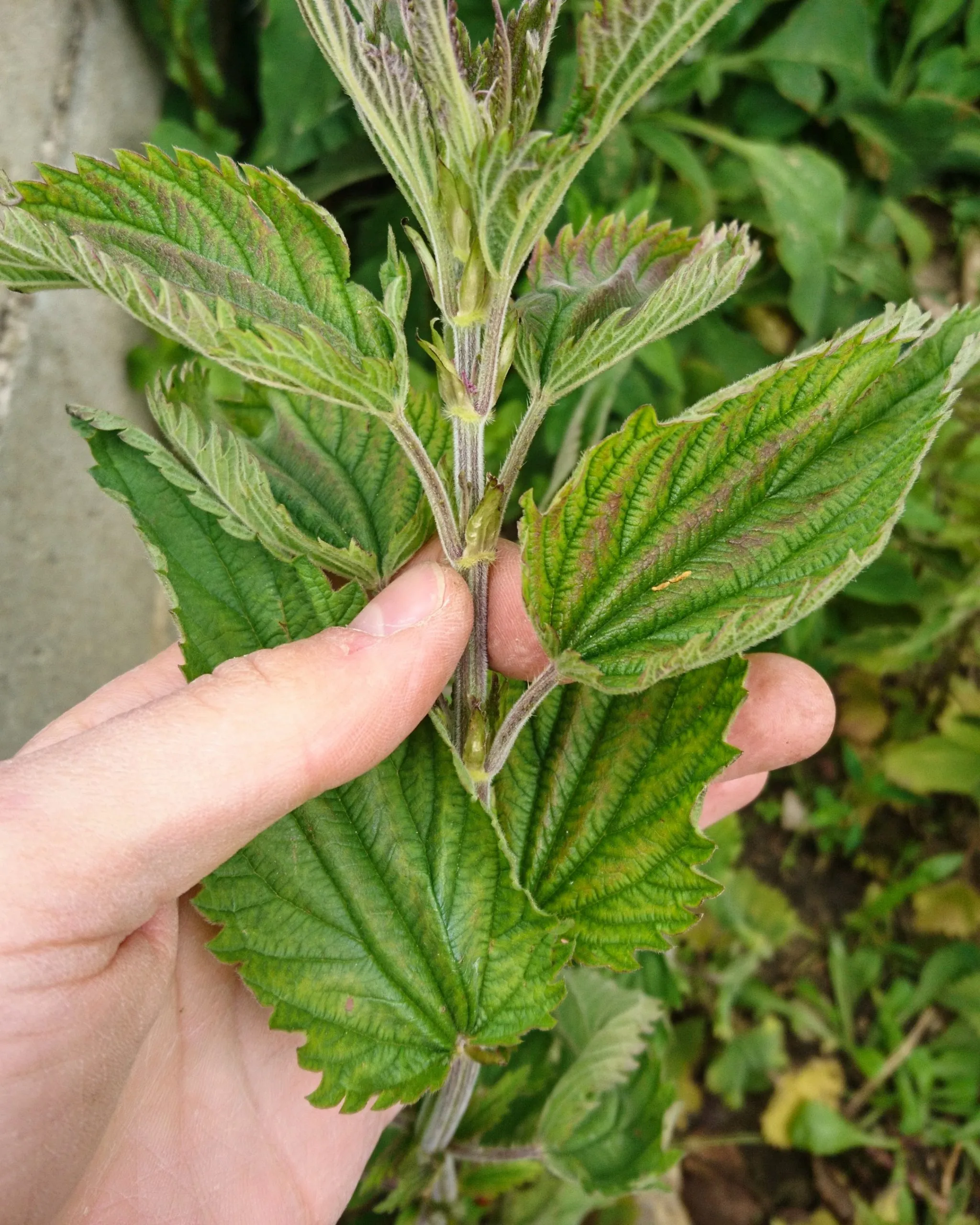 Ortie moins piquante