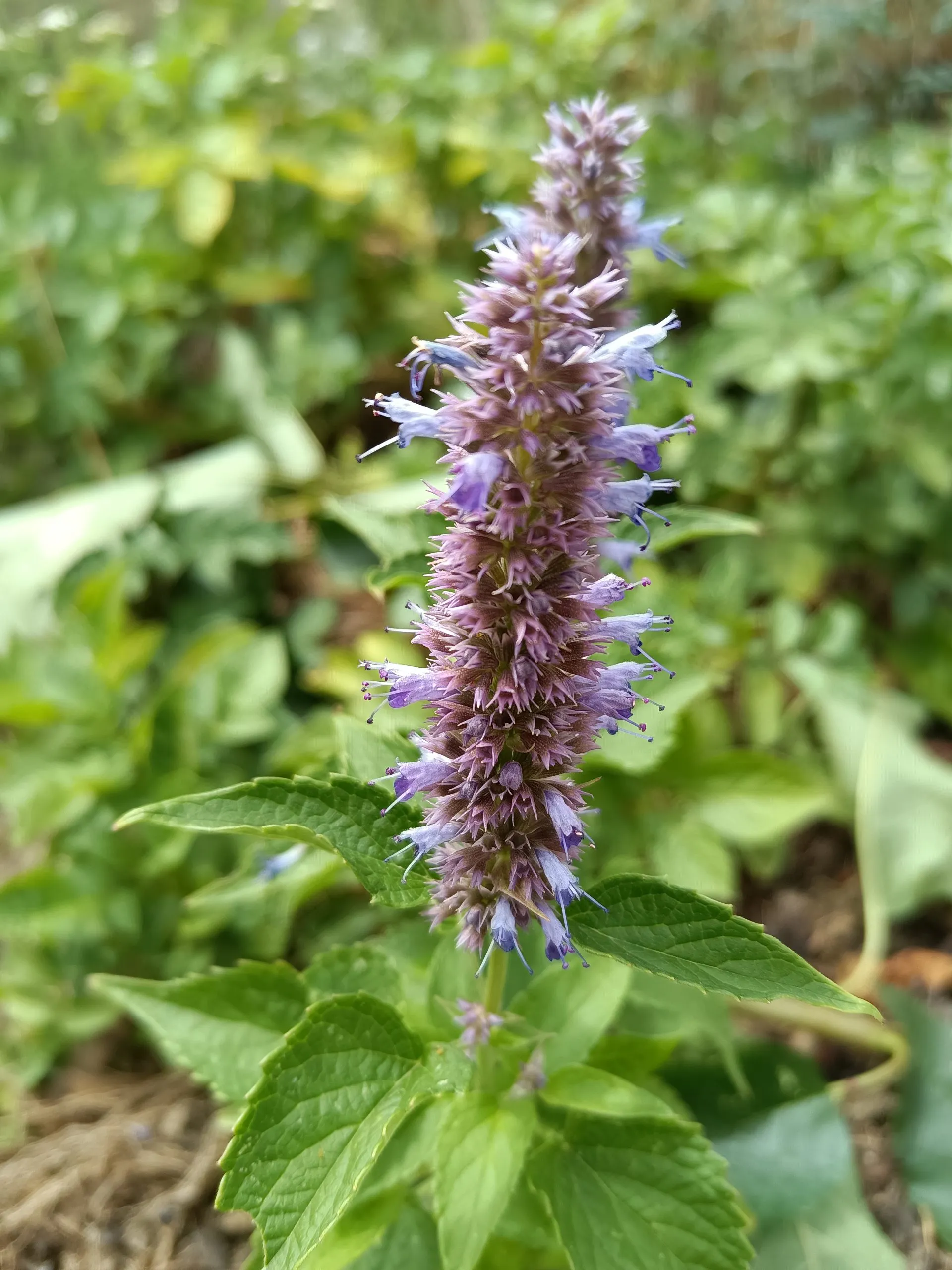 Agastache rugosa ‘Superior’